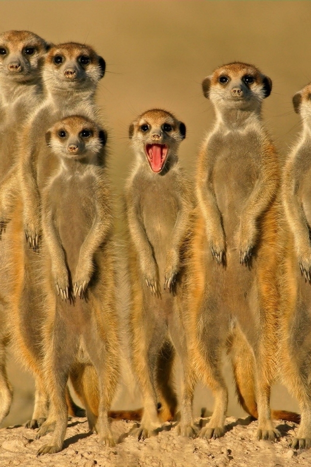 Download mobile wallpaper Funny, Close Up, Animal, Meerkat for free.