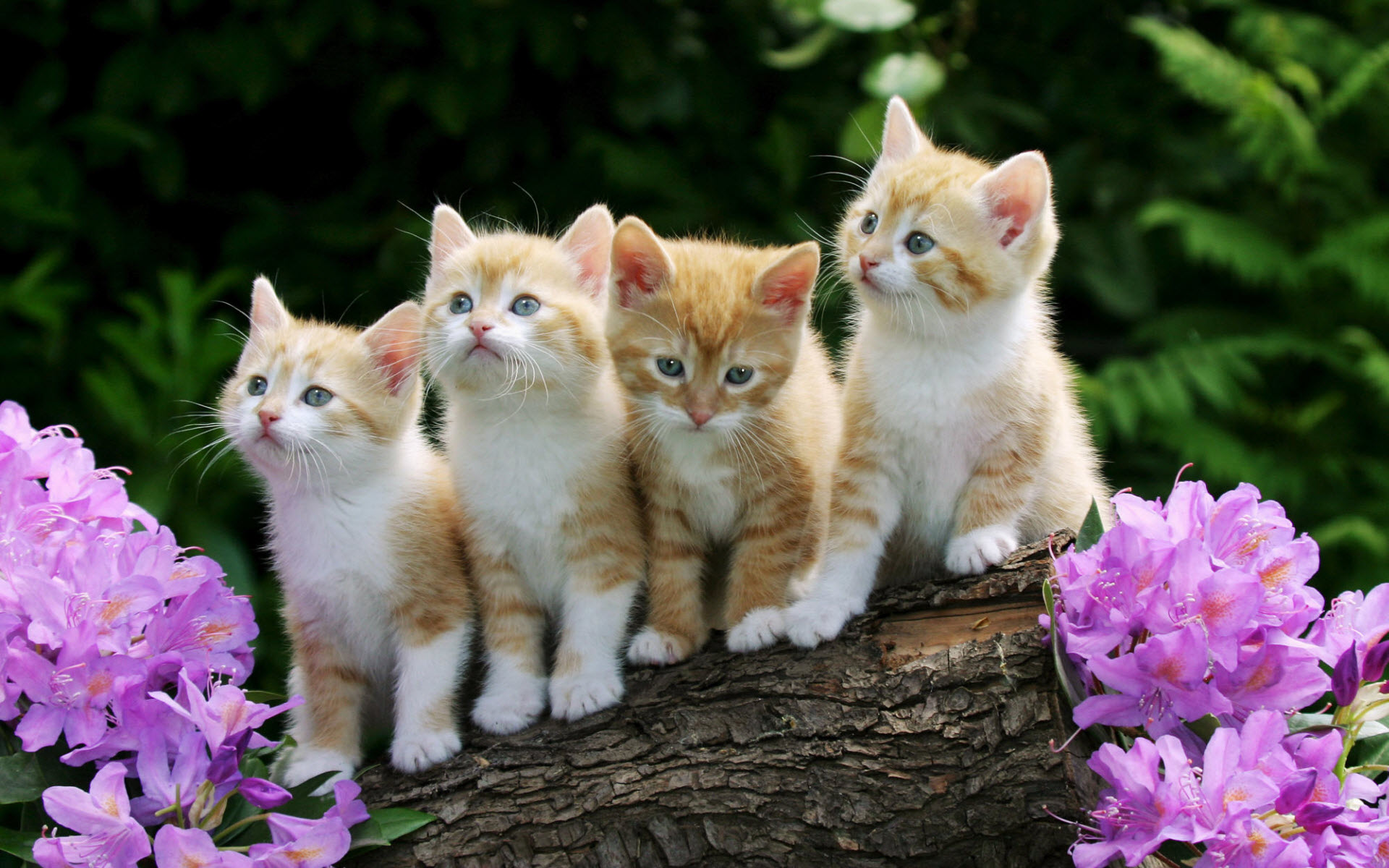 262279 descargar imagen gatos, primavera, gatito, animales, gato, bebe animal, lindo: fondos de pantalla y protectores de pantalla gratis