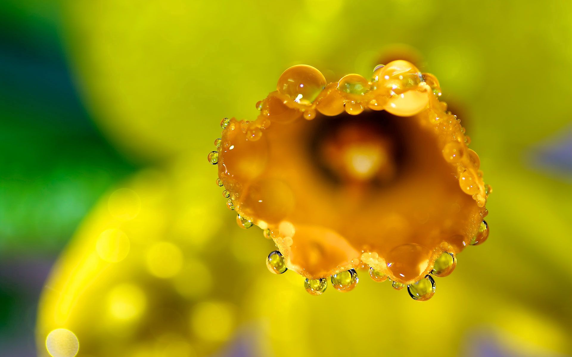 Free download wallpaper Dew, Flower, Macro, Drops, Petals on your PC desktop