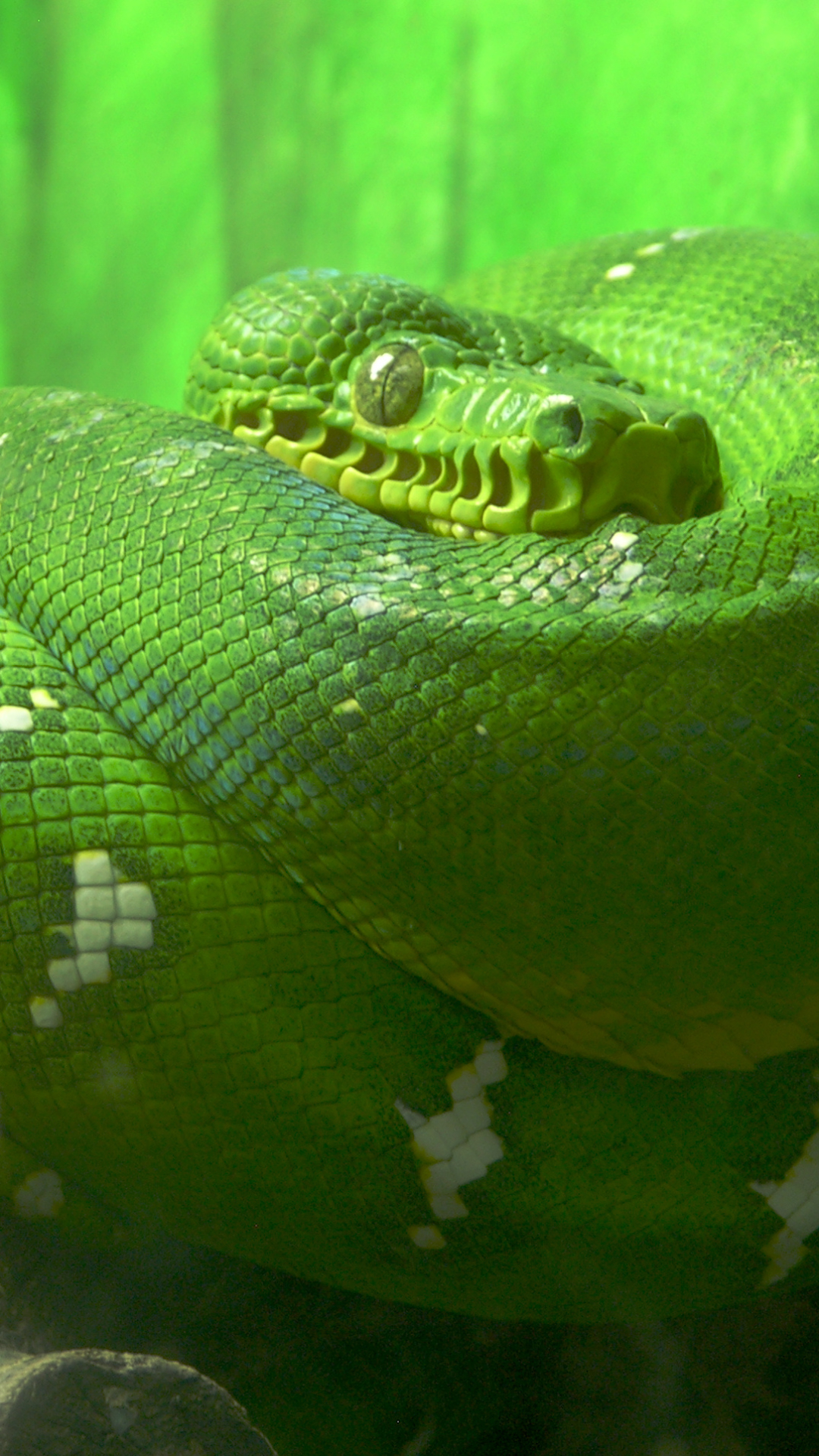 1320166 Hintergrundbild herunterladen tiere, smaragdbaumboa, schlange, reptil - Bildschirmschoner und Bilder kostenlos