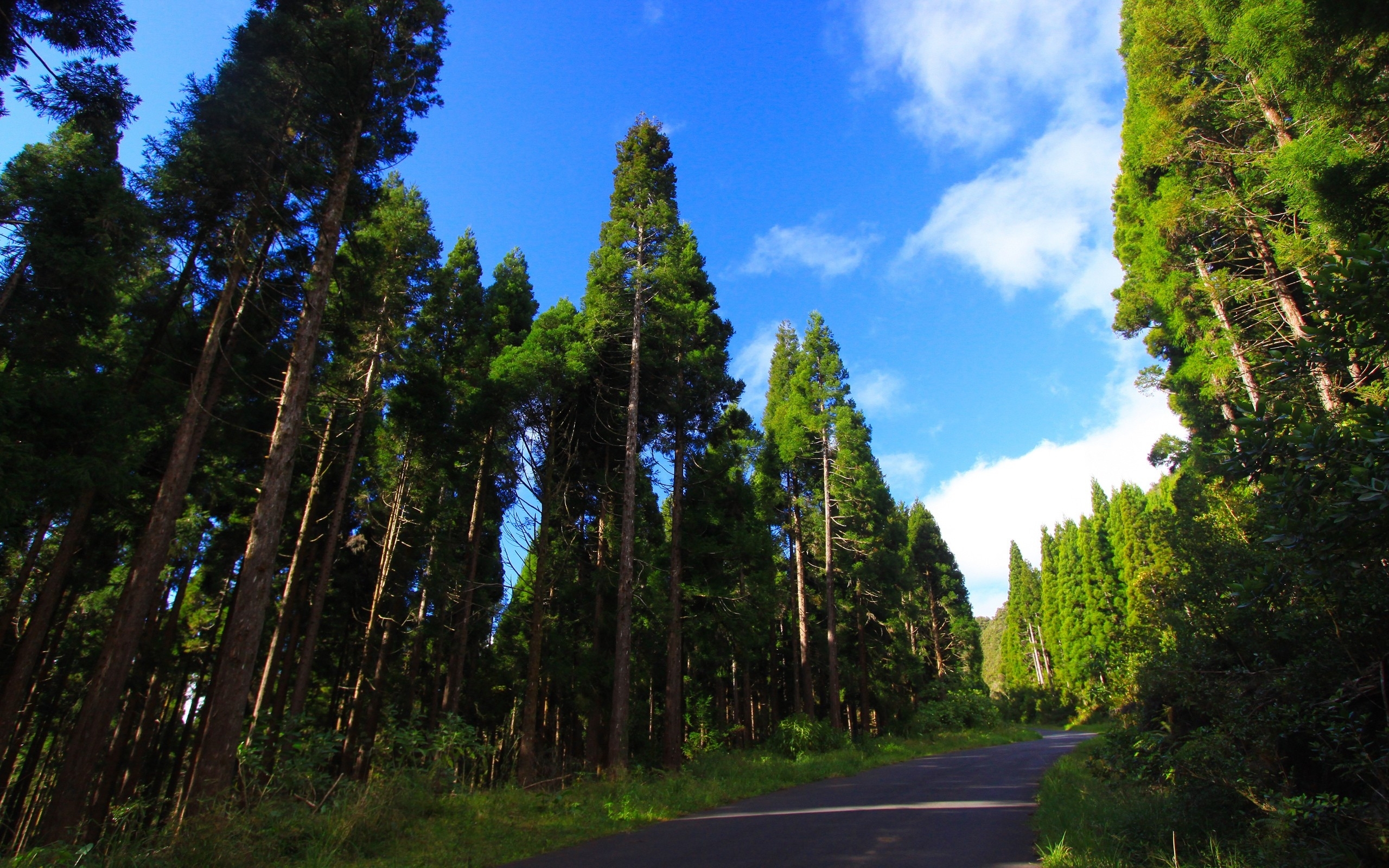 Download background landscape, trees, roads
