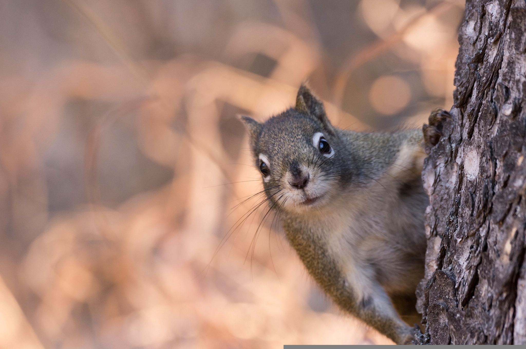 Download mobile wallpaper Squirrel, Muzzle, Animal for free.