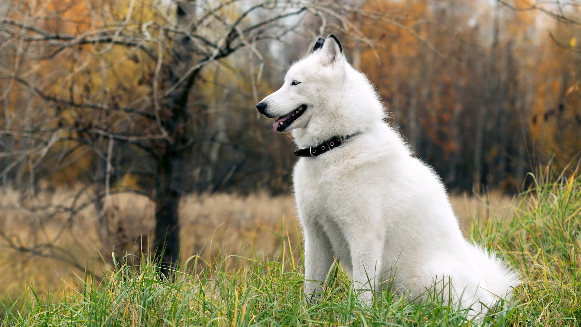 Téléchargez des papiers peints mobile Animaux, Chien gratuitement.