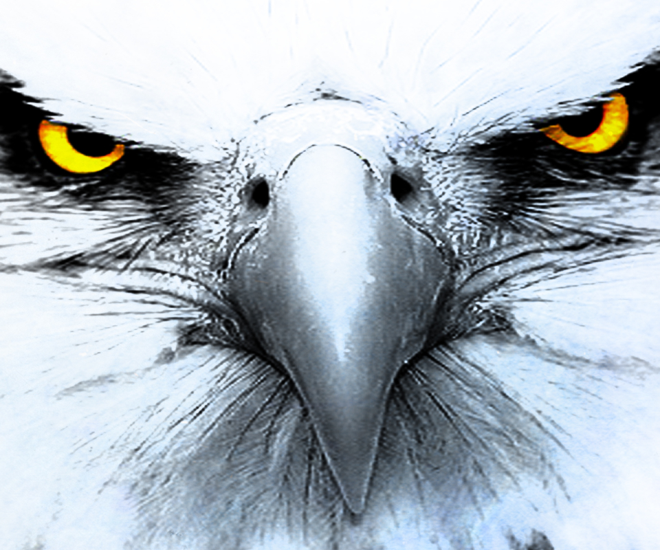 Download mobile wallpaper Birds, Animal, Eagle for free.