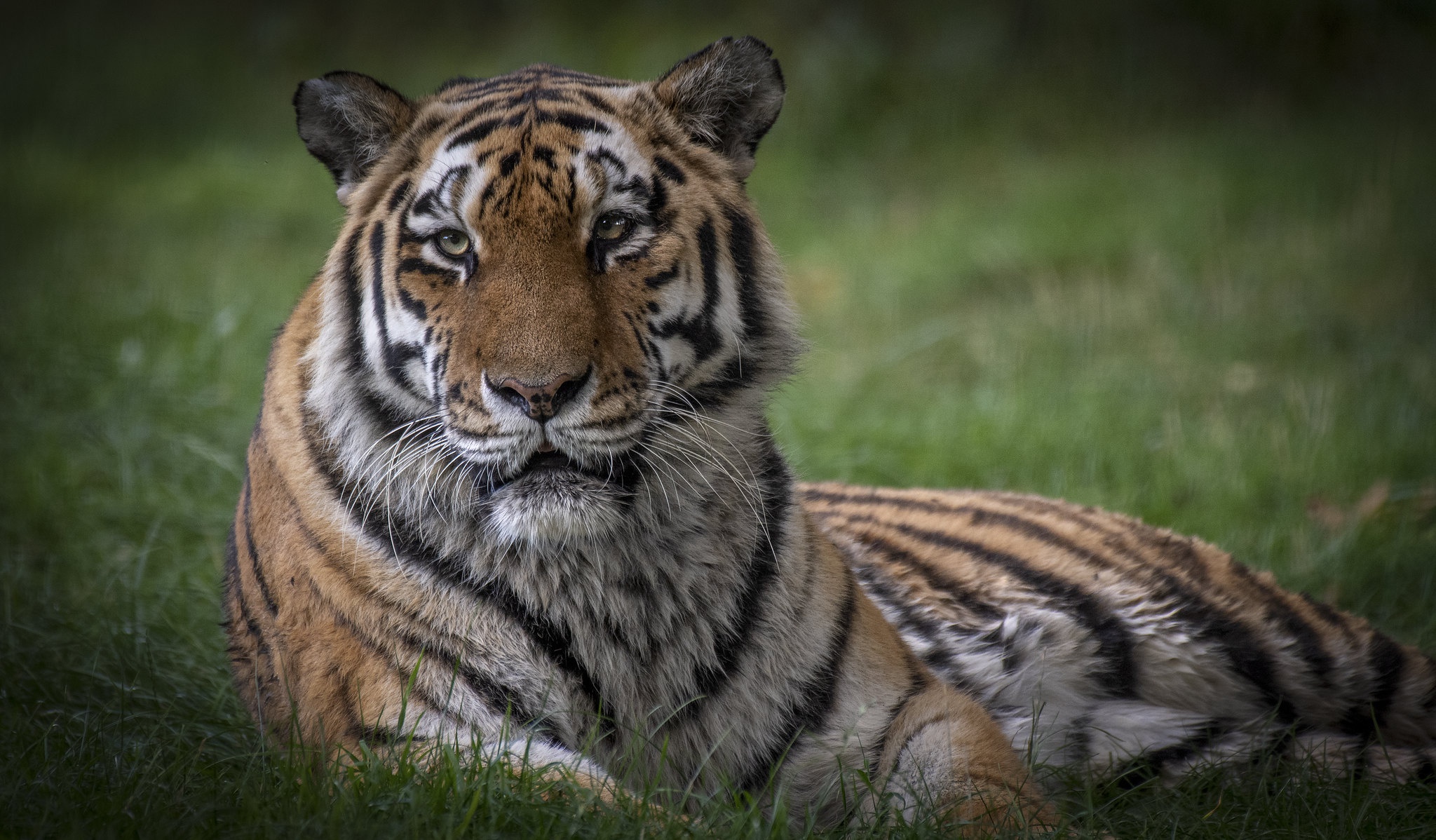 Téléchargez des papiers peints mobile Animaux, Chats, Tigre gratuitement.