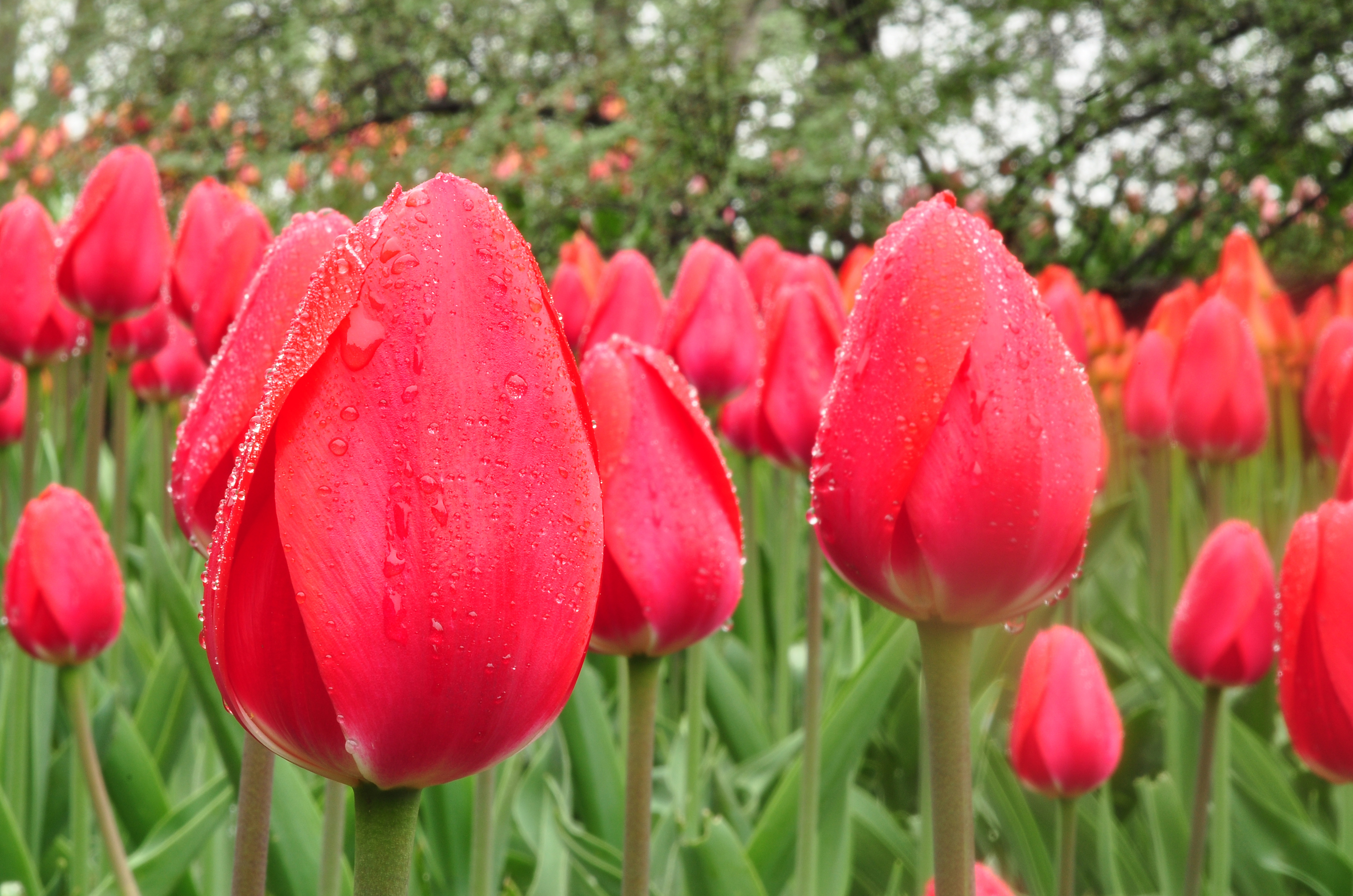Download mobile wallpaper Nature, Flowers, Flower, Earth, Tulip, Red Flower, Dew Drop for free.