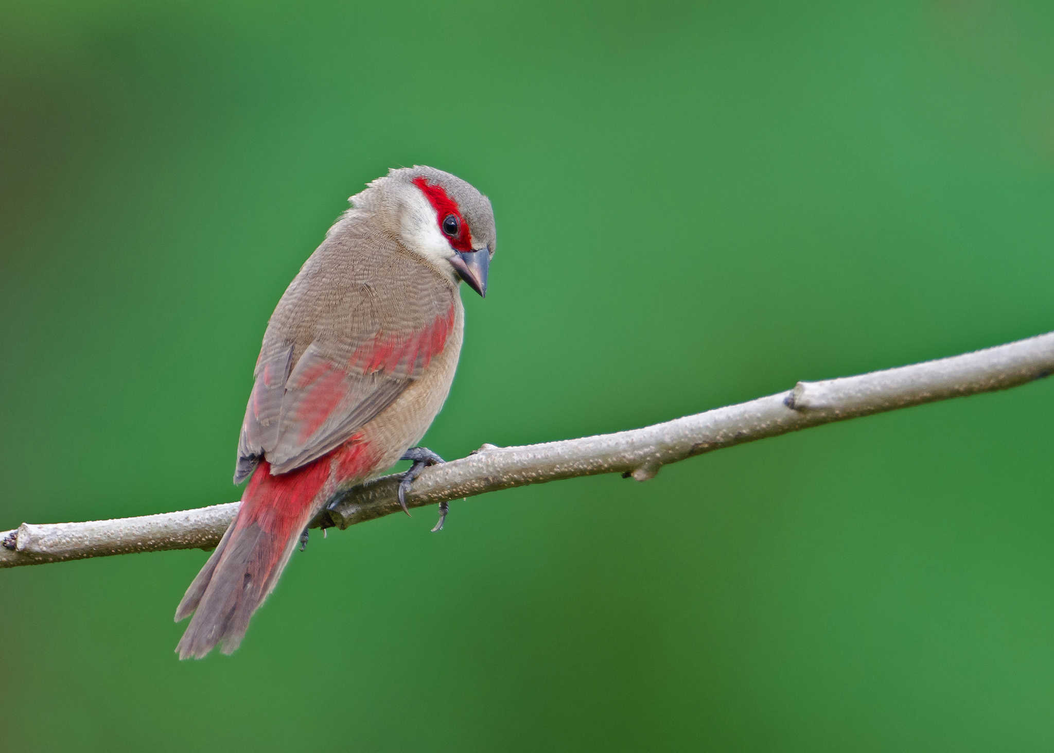 Téléchargez des papiers peints mobile Animaux, Oiseau, Des Oiseaux gratuitement.