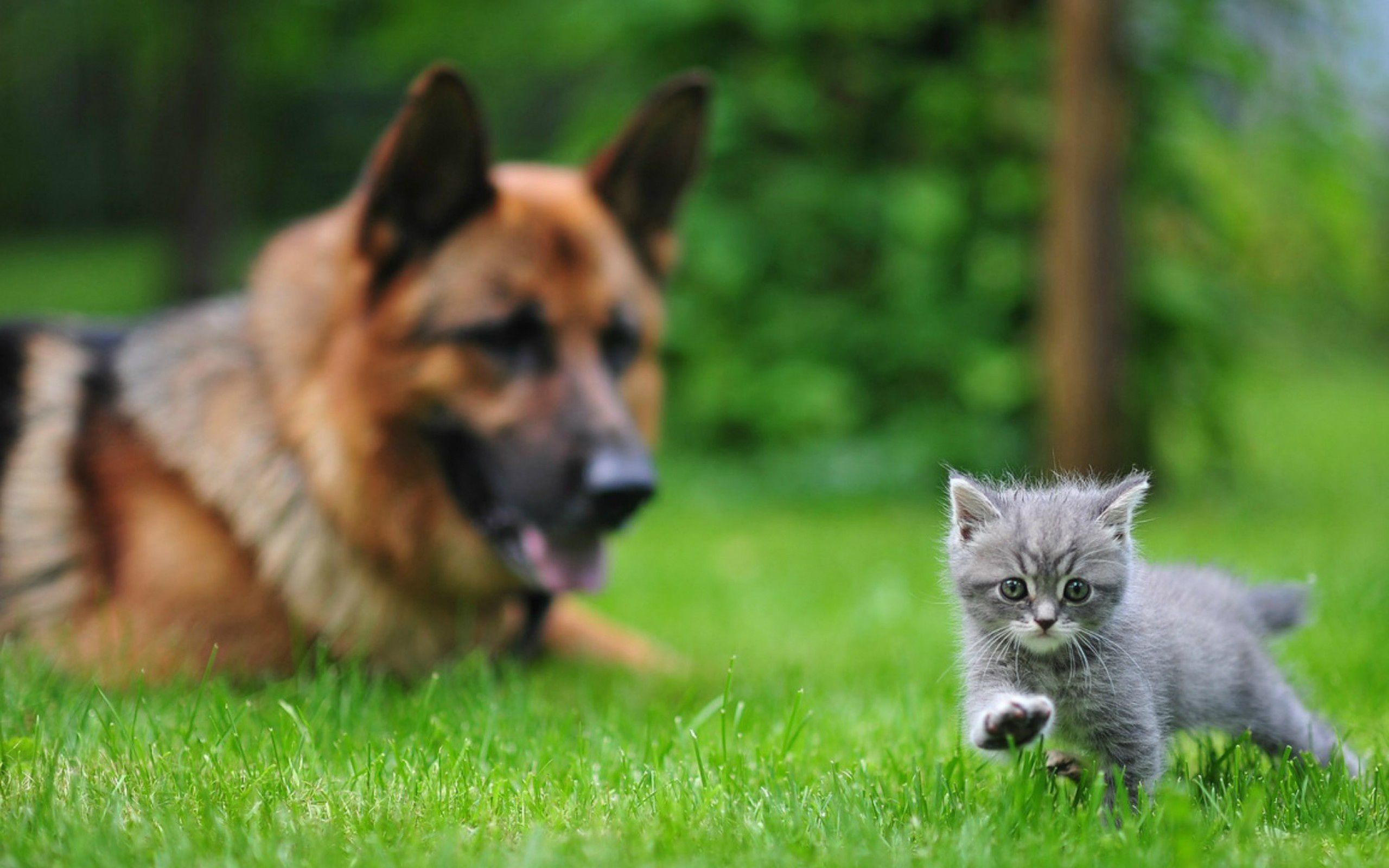Laden Sie das Tiere, Katze, Kätzchen, Hund, Süß, Schäferhund, Katz & Hund-Bild kostenlos auf Ihren PC-Desktop herunter