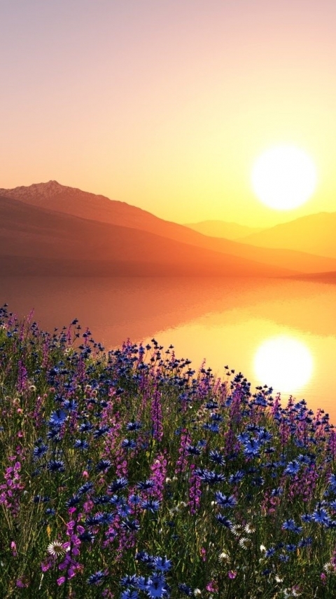 Download mobile wallpaper Sunset, Lake, Reflection, Flower, Sunrise, Earth, Scenic for free.