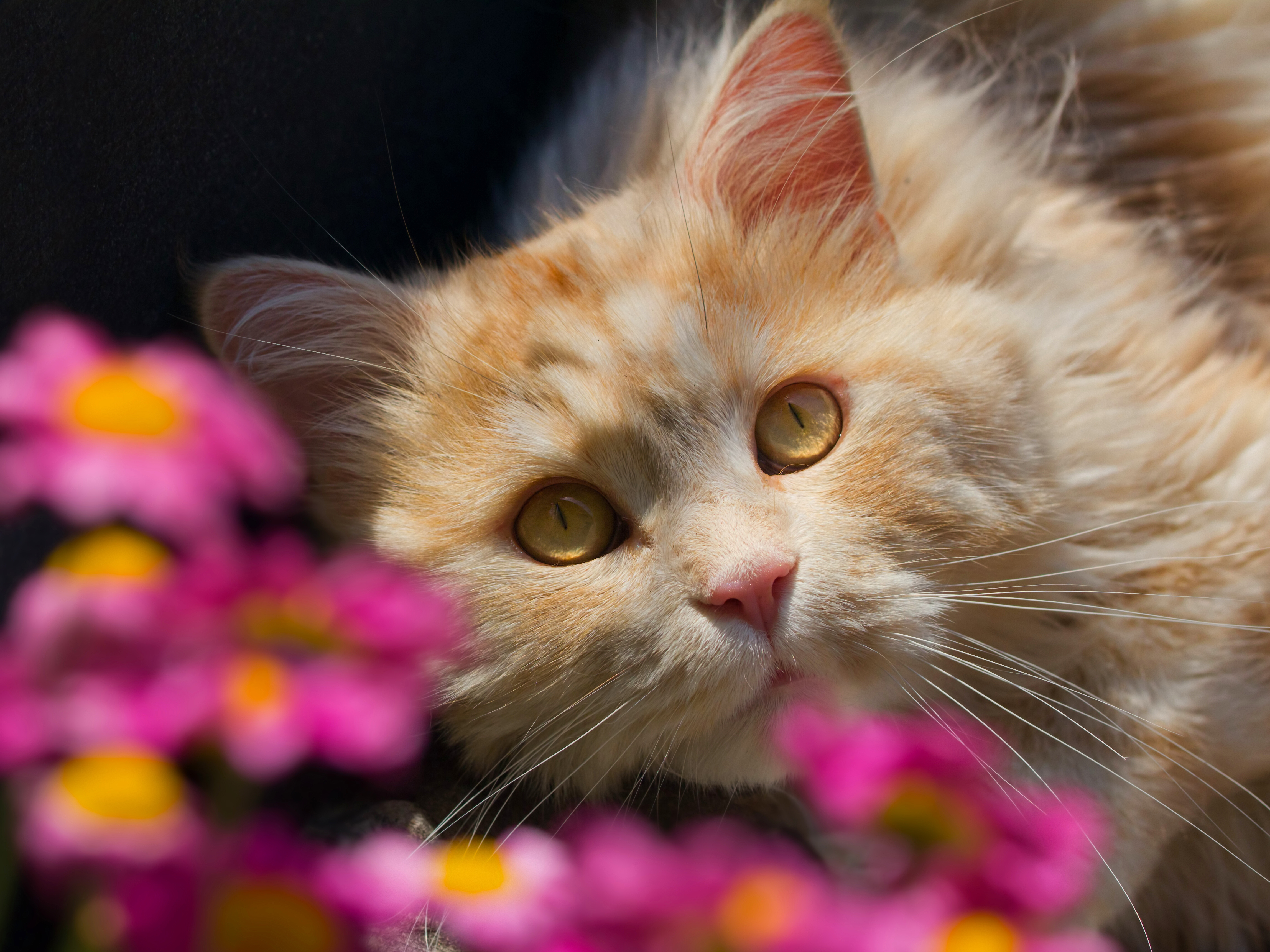 Baixar papel de parede para celular de Animais, Gatos, Gato, Fechar Se, Enfrentar gratuito.