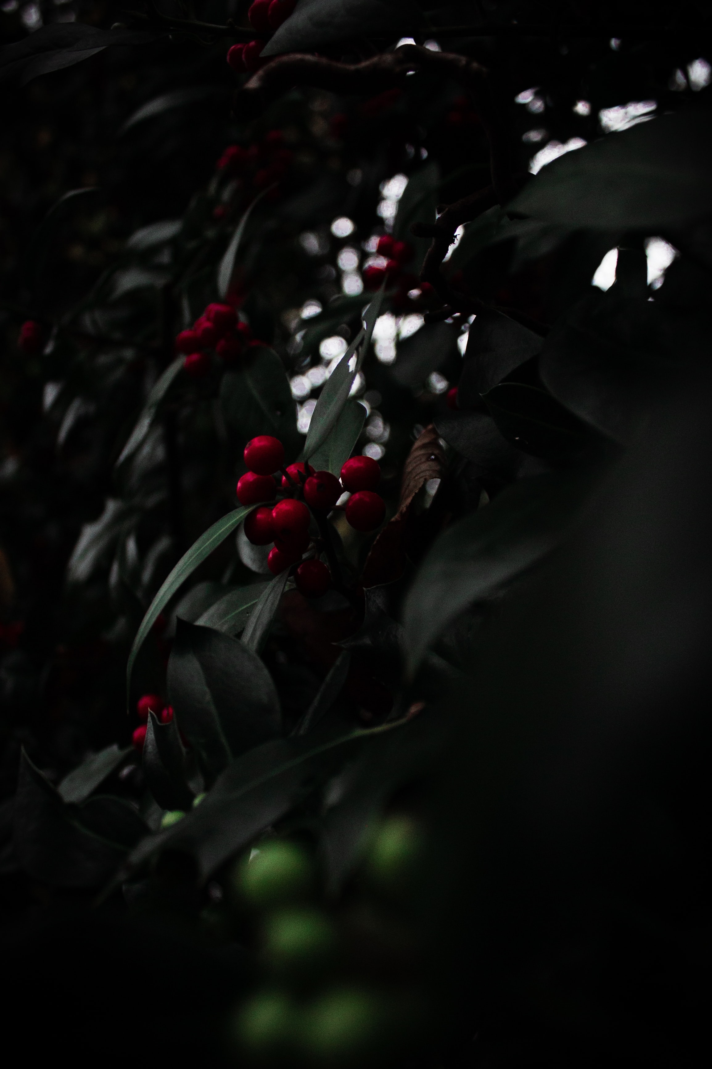 134068 Bild herunterladen berries, rot, pflanze, makro, ast, zweig, eberesche, rowan - Hintergrundbilder und Bildschirmschoner kostenlos
