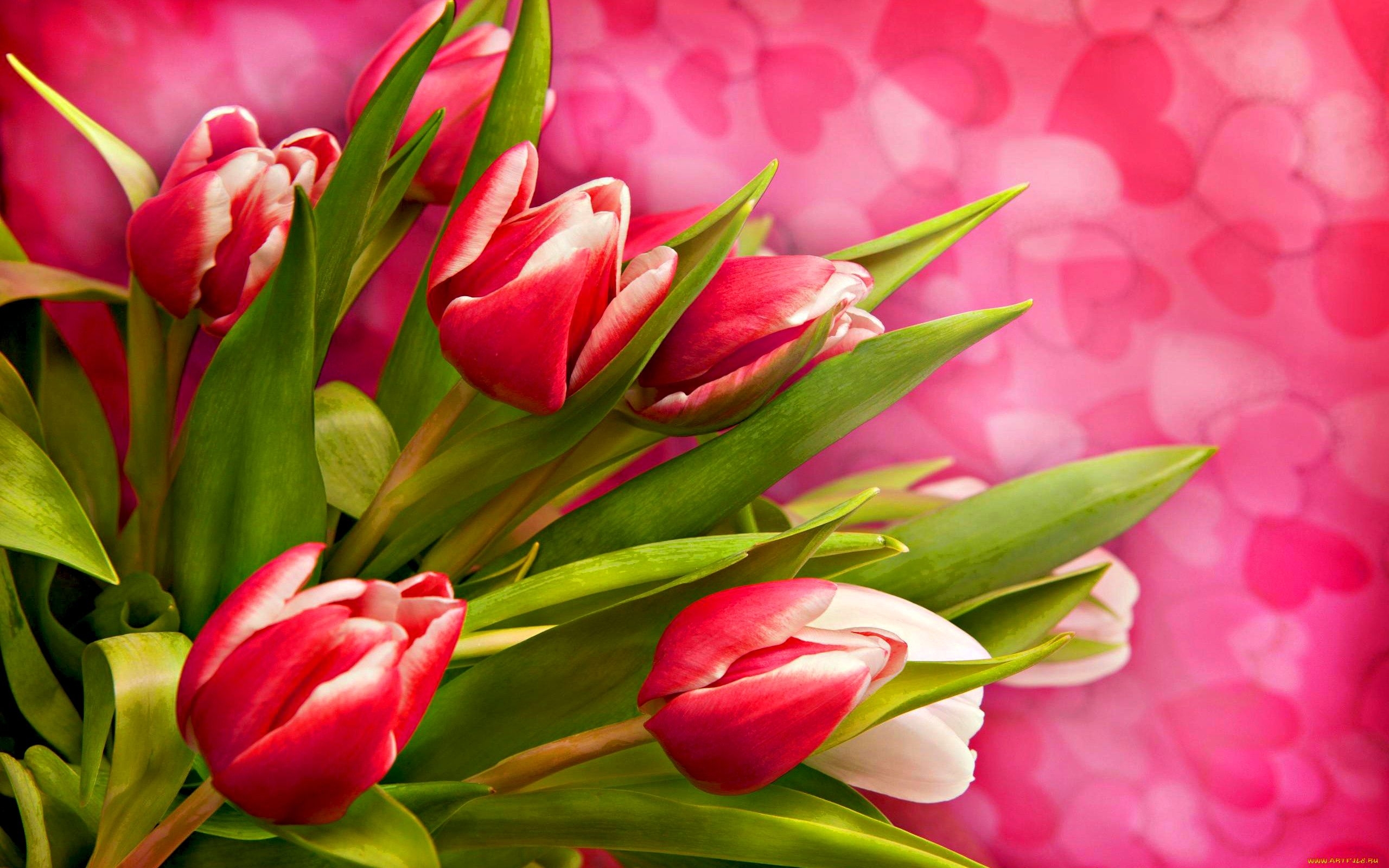 Скачати мобільні шпалери Рослини, Квіти, Тюльпани безкоштовно.