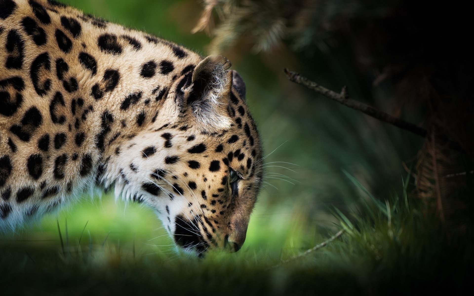 Handy-Wallpaper Leopard, Katzen, Tiere kostenlos herunterladen.