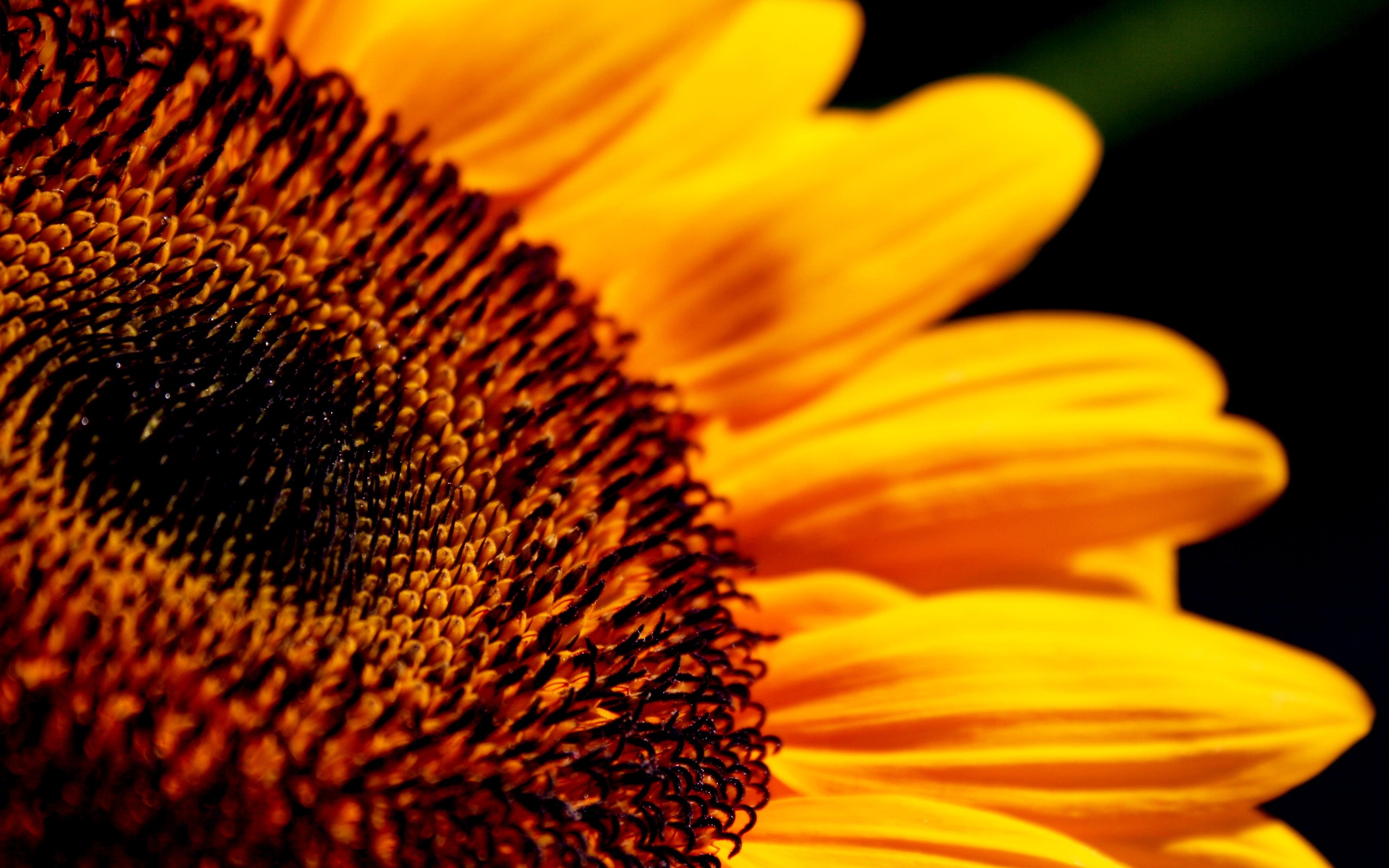 Free download wallpaper Sunflower, Flowers, Flower, Earth on your PC desktop