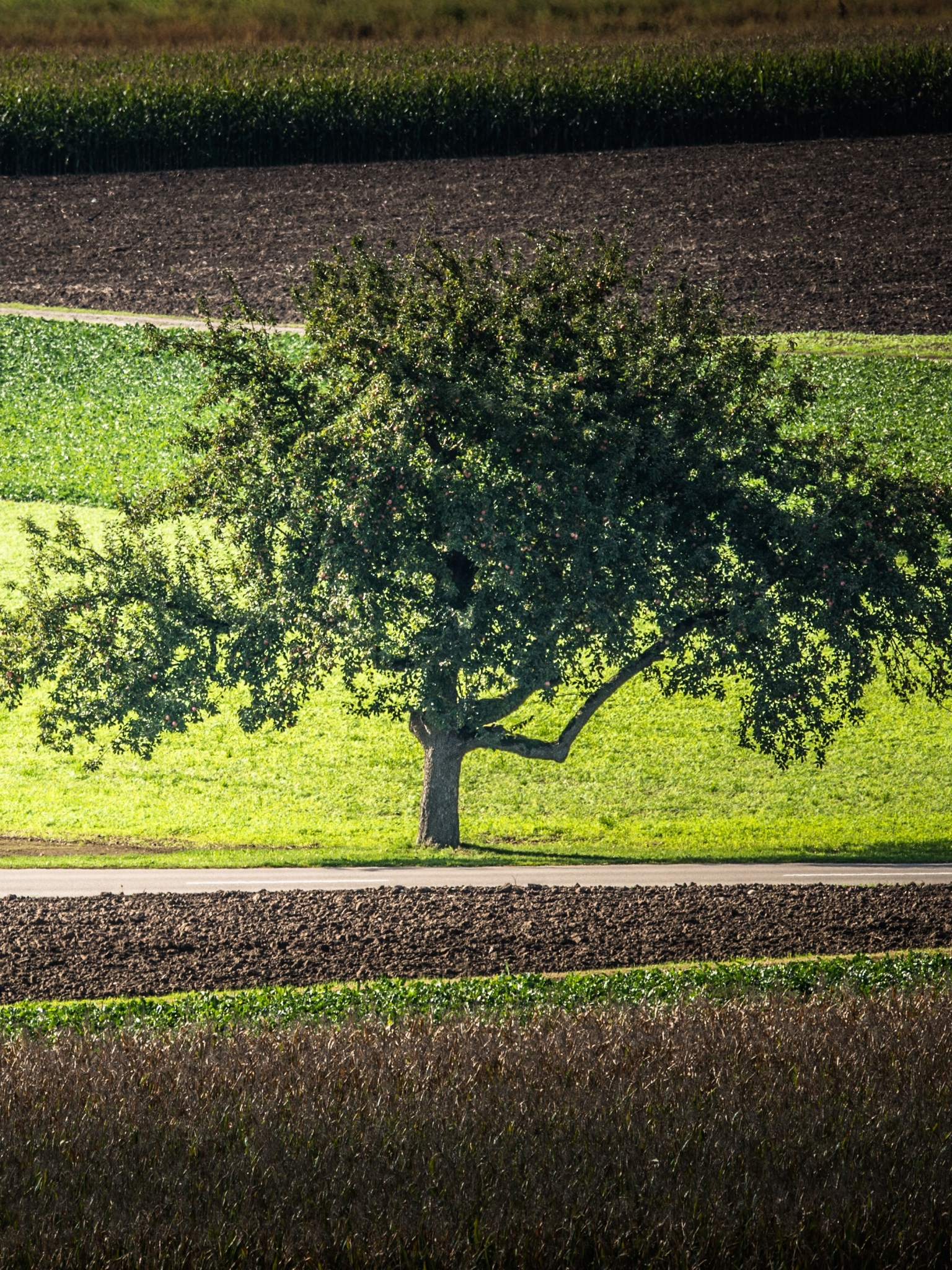 Download mobile wallpaper Nature, Tree, Earth, Field for free.