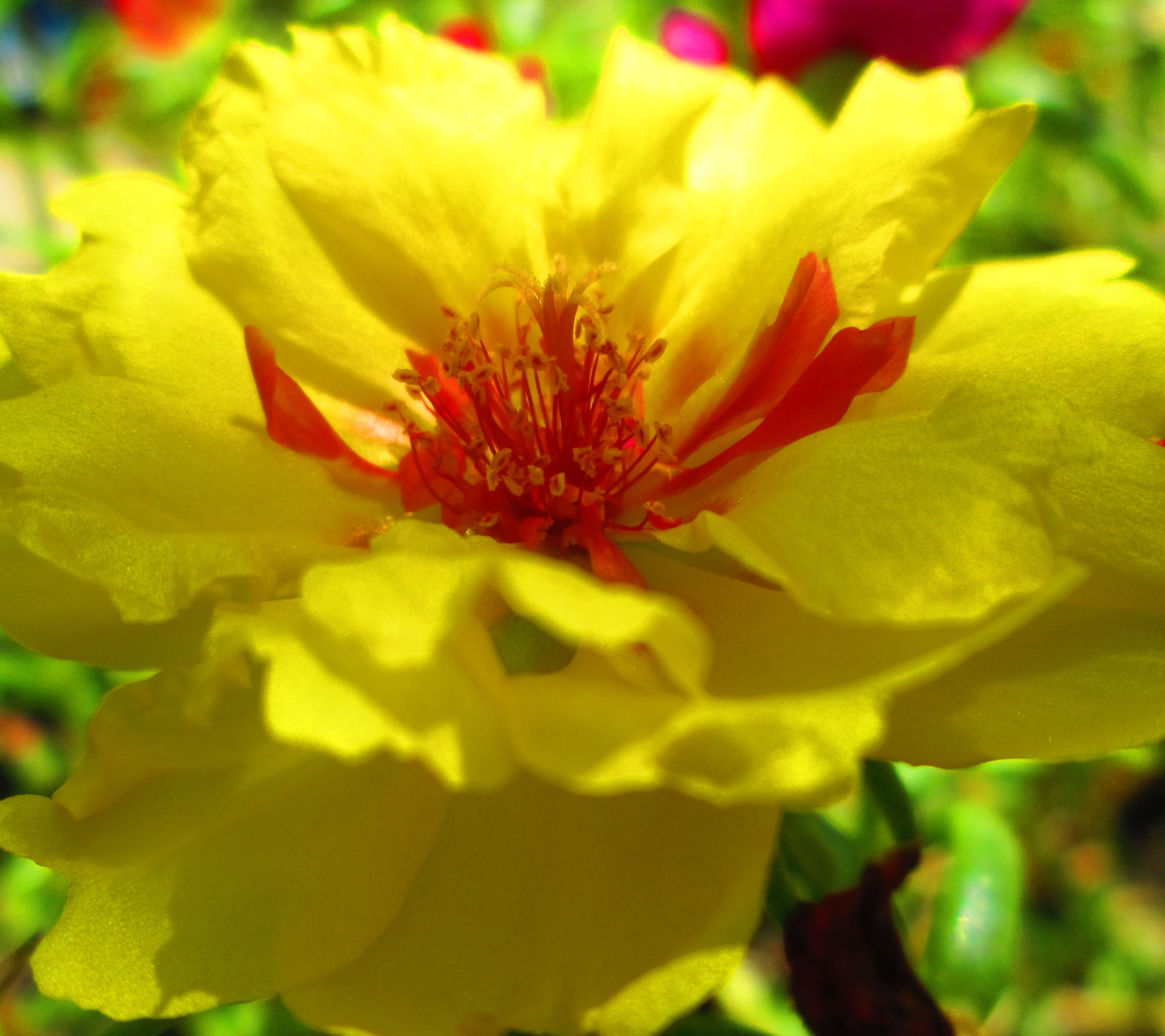 1119626 скачать обои желтый, земля/природа, цветок, жёлтый, моховая роза, флауэрсы - заставки и картинки бесплатно