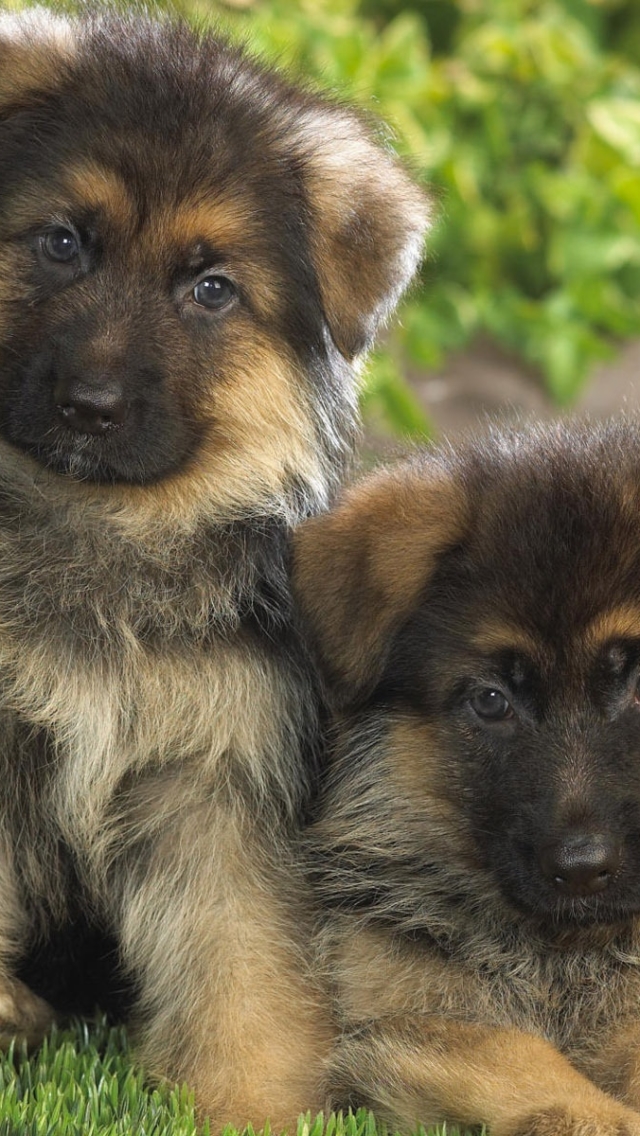 Download mobile wallpaper Dogs, Dog, Animal, Puppy, Cute, German Shepherd, Baby Animal for free.