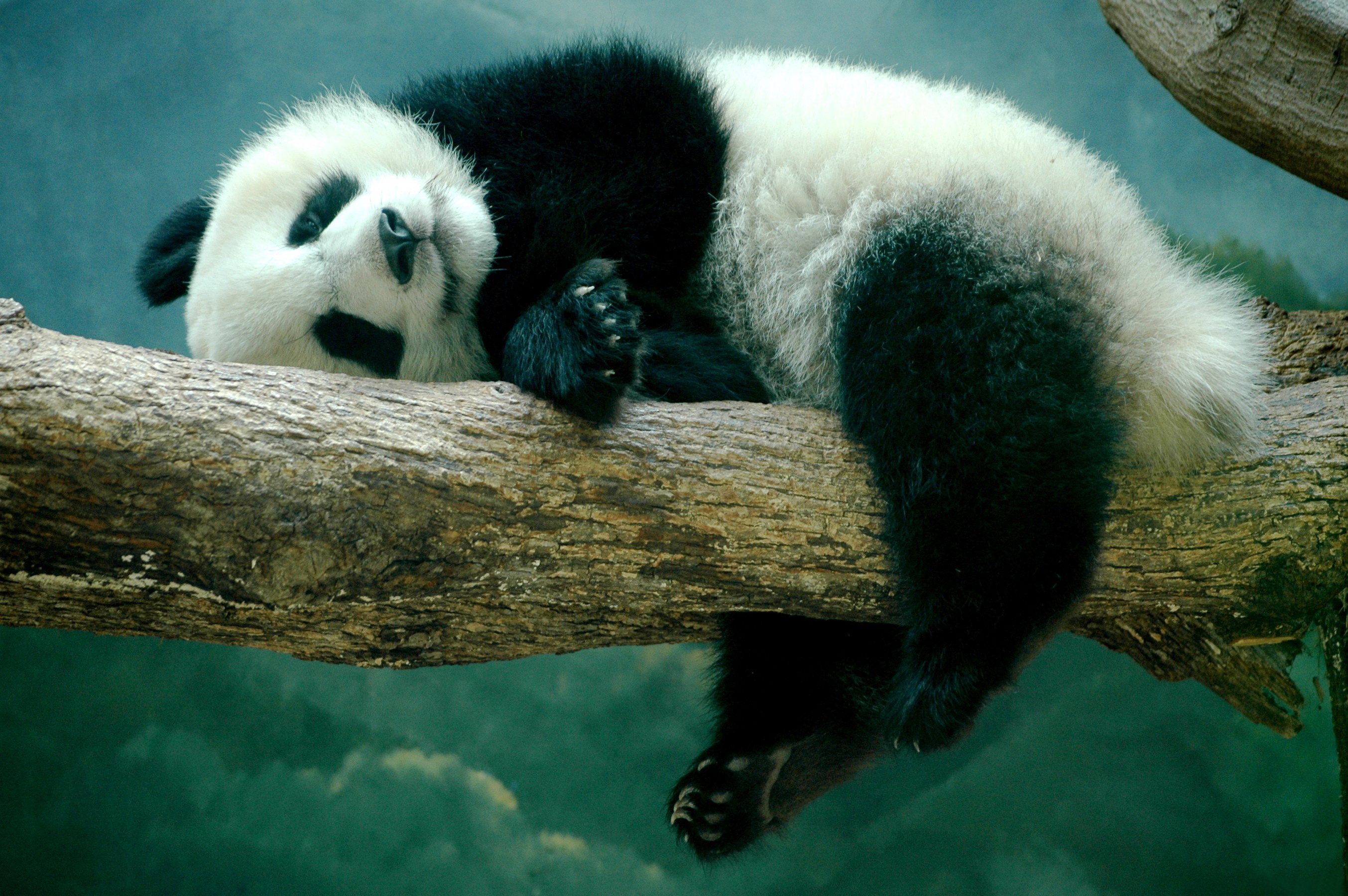 681901壁紙のダウンロード動物, パンダ, ブランチ, 可愛い, 睡眠-スクリーンセーバーと写真を無料で