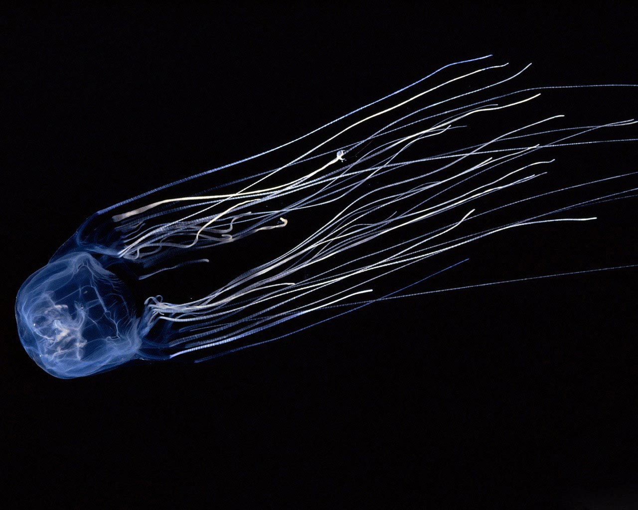 Free download wallpaper Jellyfish, Animal on your PC desktop