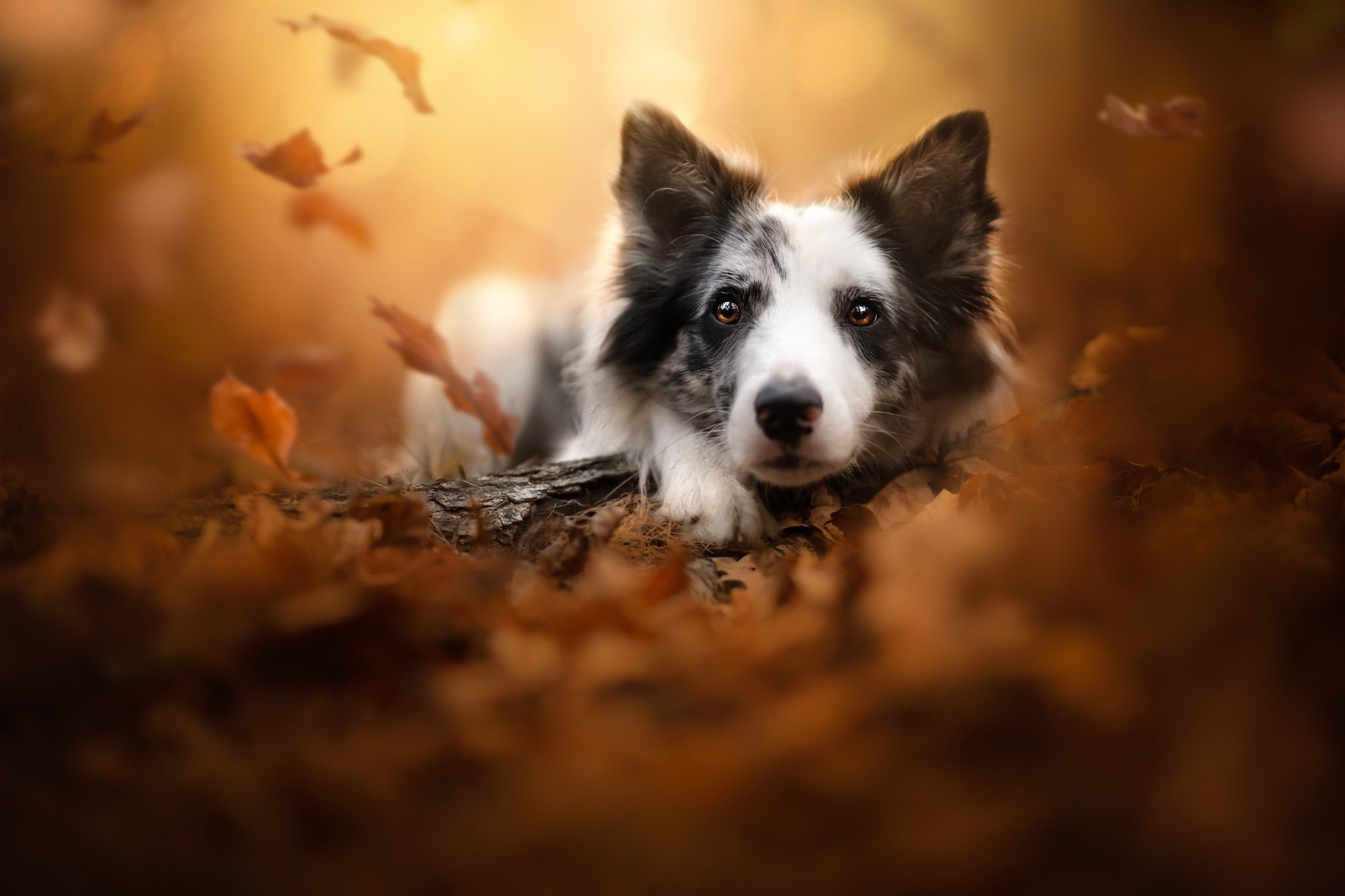 無料モバイル壁紙動物, 秋, 葉, 犬, ボーダーコリーをダウンロードします。