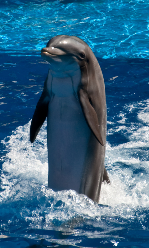 Download mobile wallpaper Animal, Dolphin for free.