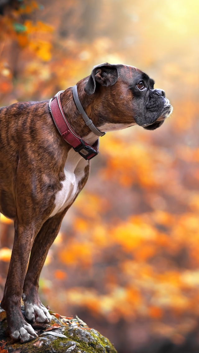 Download mobile wallpaper Dogs, Dog, Animal, Boxer, Boxer (Dog) for free.