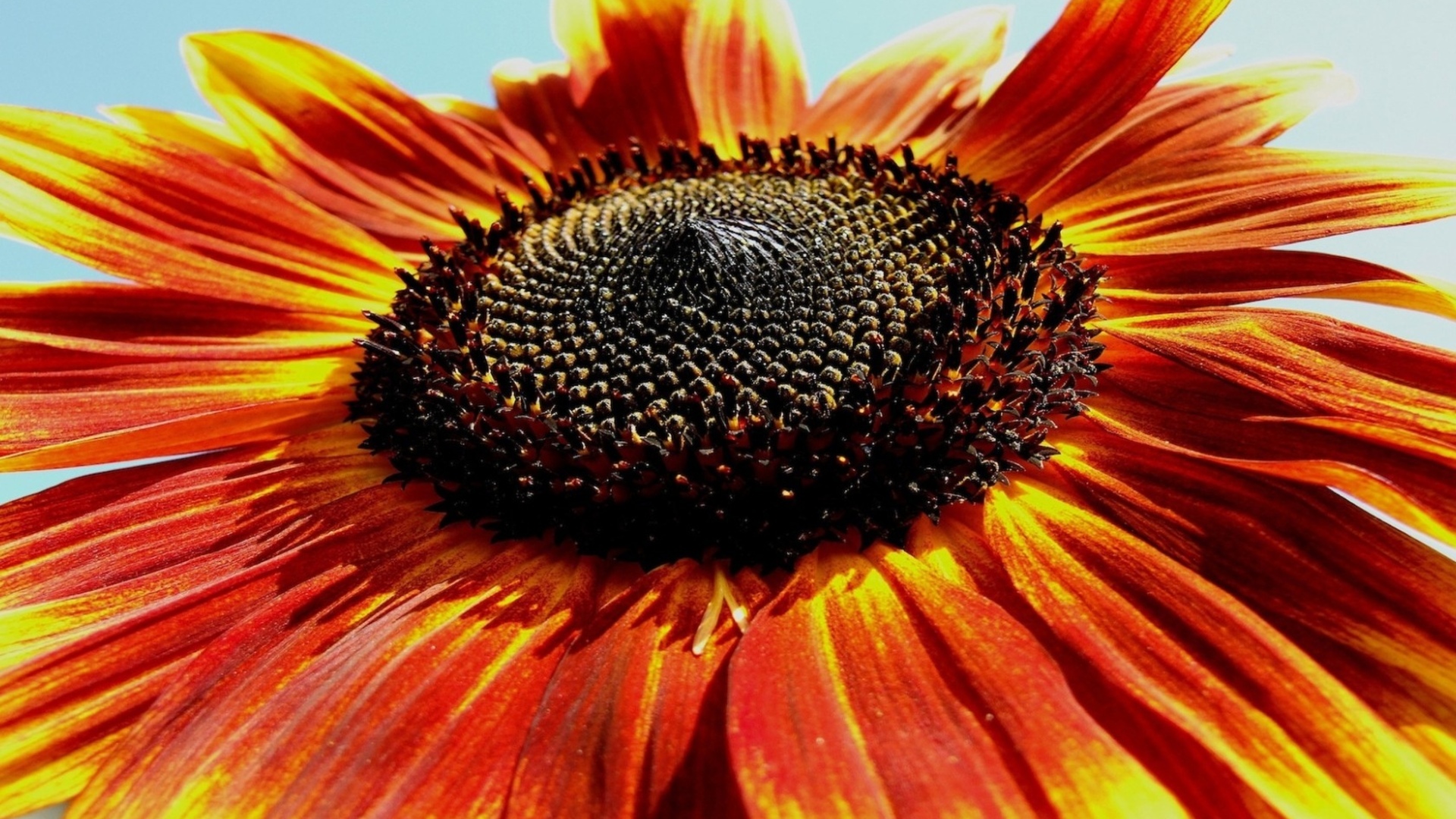 Descarga gratuita de fondo de pantalla para móvil de Flores, Flor, Girasol, Tierra/naturaleza.