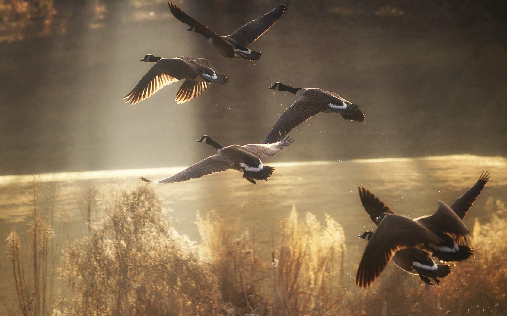 Free download wallpaper Nature, Birds, Flight, Animals, Ducks on your PC desktop