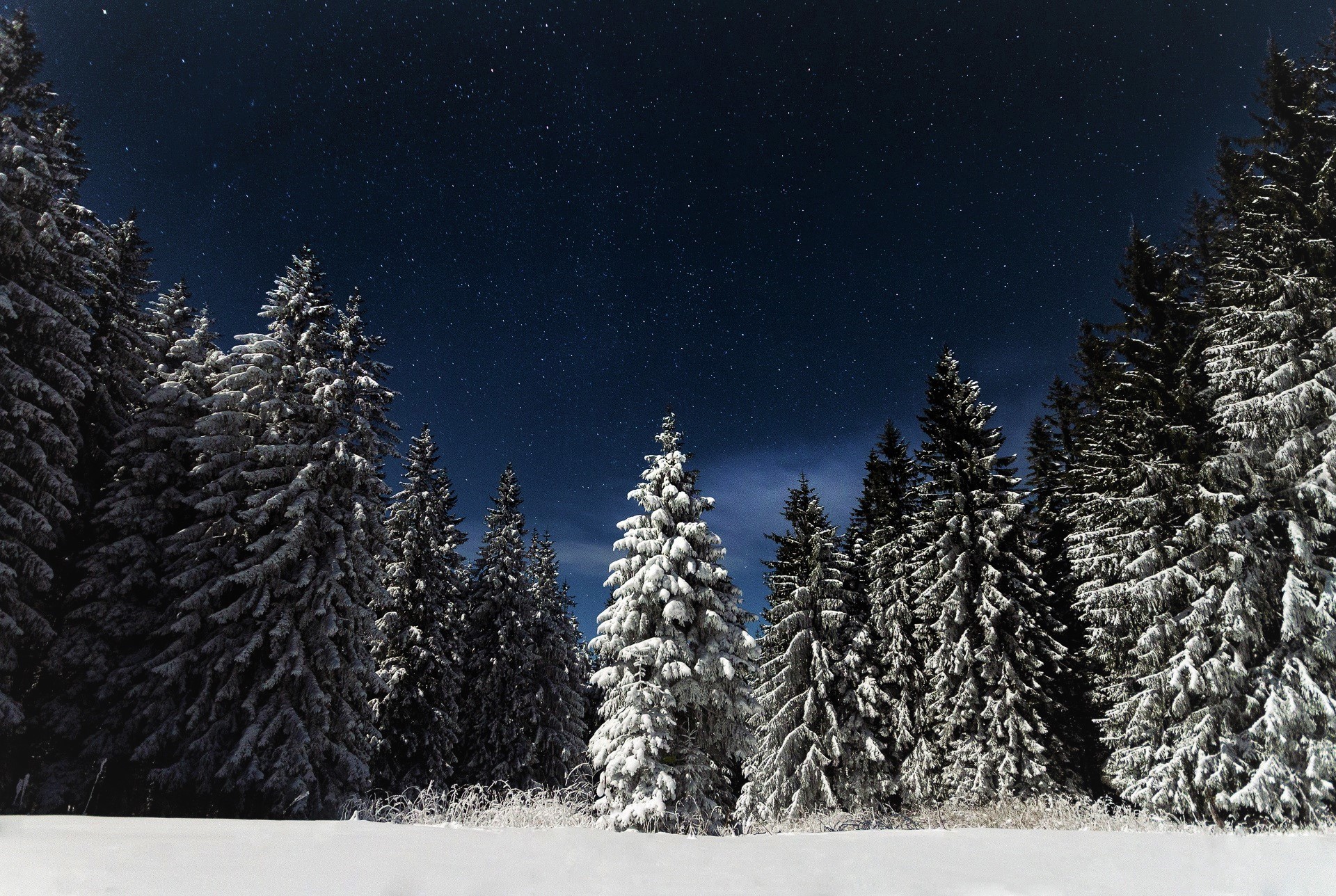 Descarga gratis la imagen Invierno, Cielo, Pino, Estrellas, Noche, Nieve, Bosque, Árbol, Cielo Estrellado, Tierra/naturaleza en el escritorio de tu PC