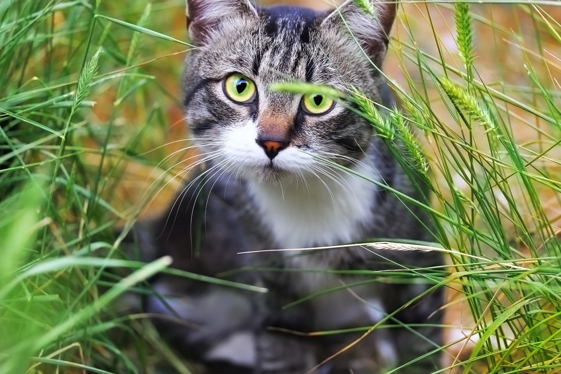 Baixar papel de parede para celular de Animais, Gatos, Gato, Olhar Fixamente gratuito.