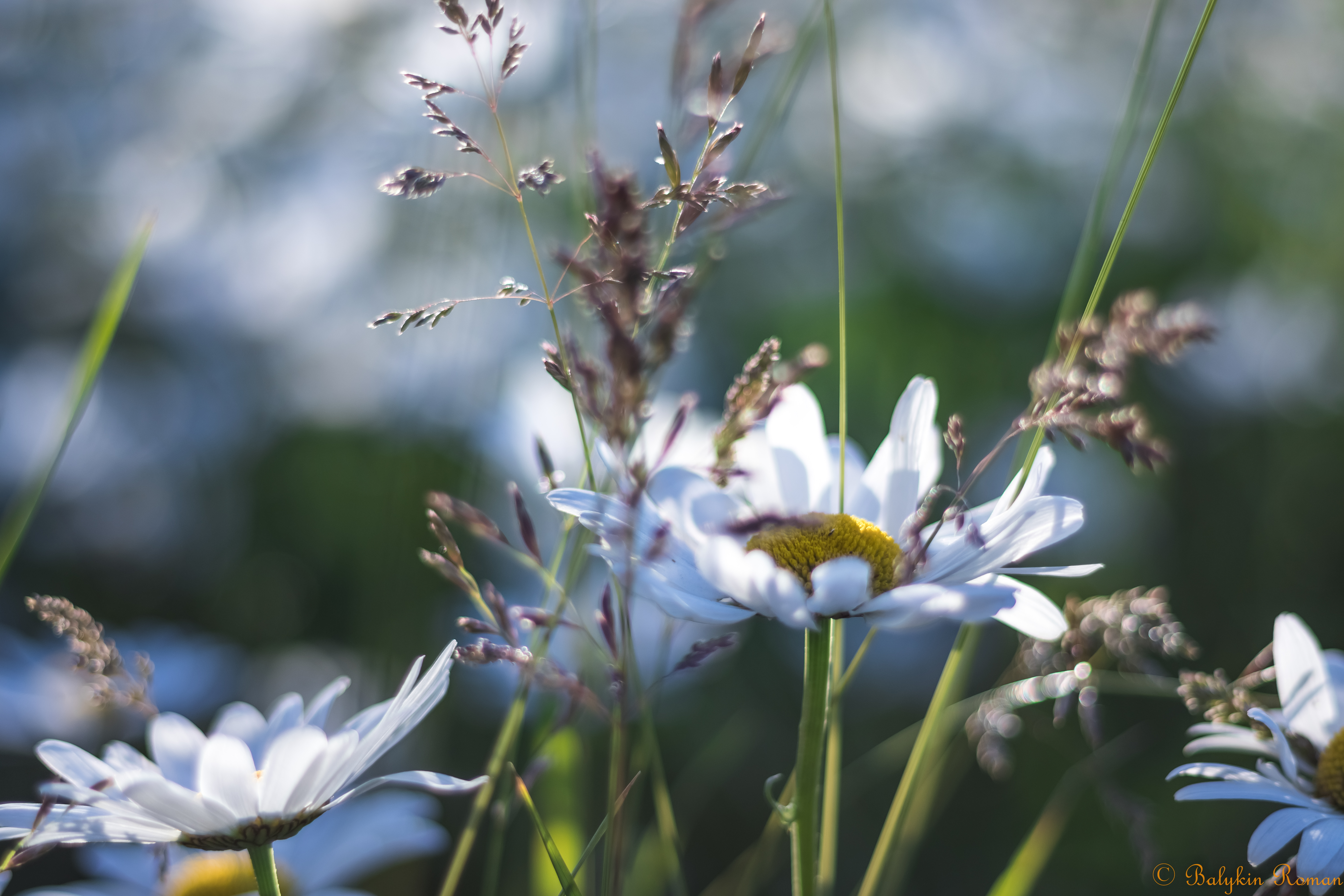 PC Wallpapers earth, chamomile