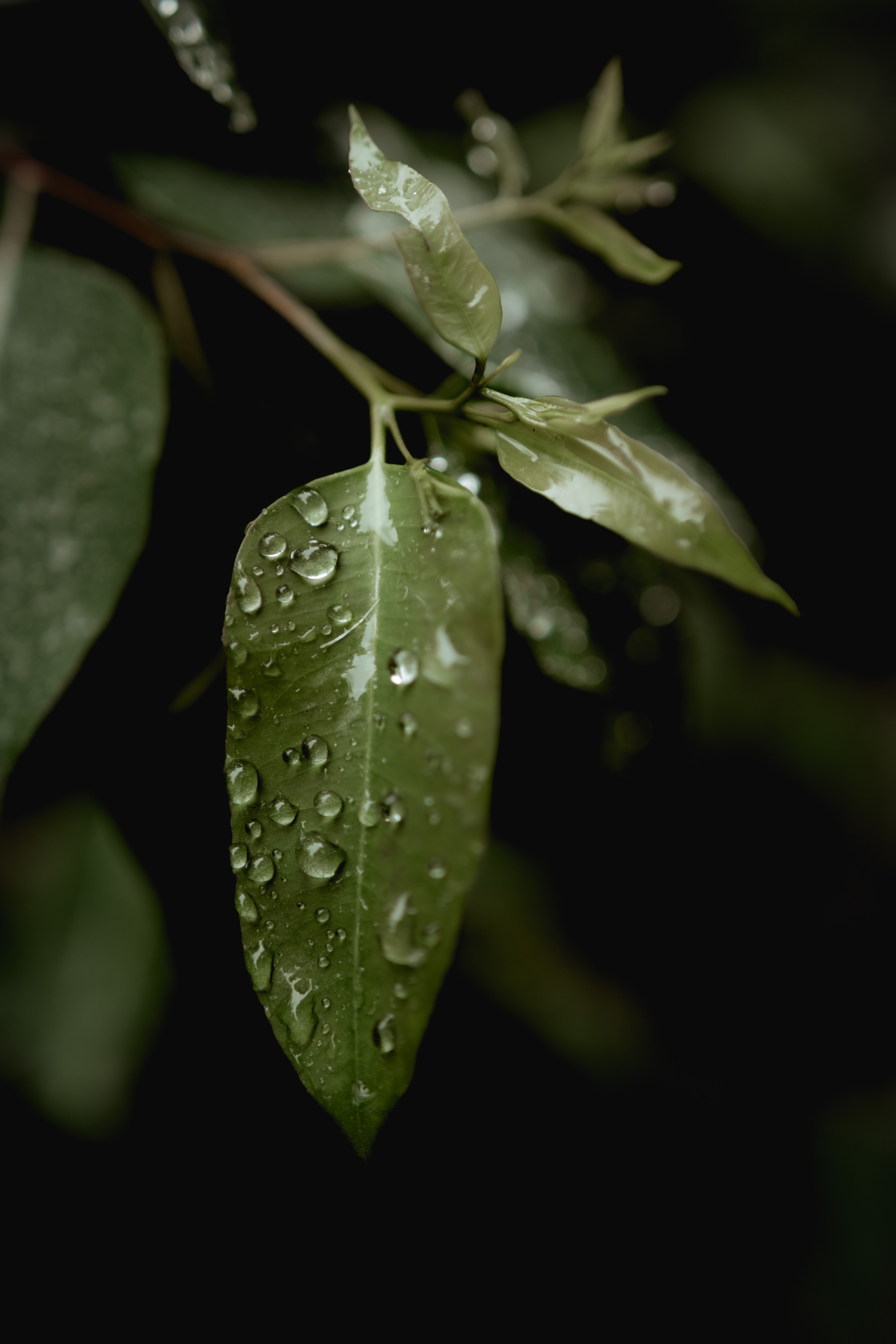 Handy-Wallpaper Natur, Blätter, Drops, Makro, Regen kostenlos herunterladen.
