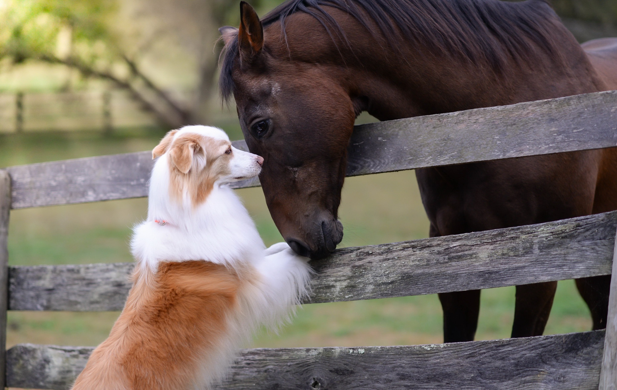 Download mobile wallpaper Dog, Animal, Horse for free.