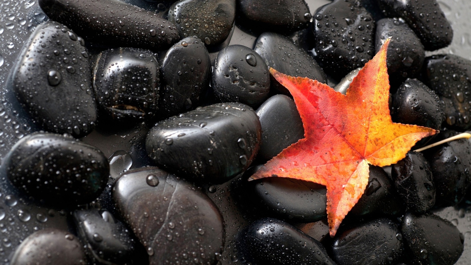 Free download wallpaper Stones, Leaves, Drops, Background on your PC desktop