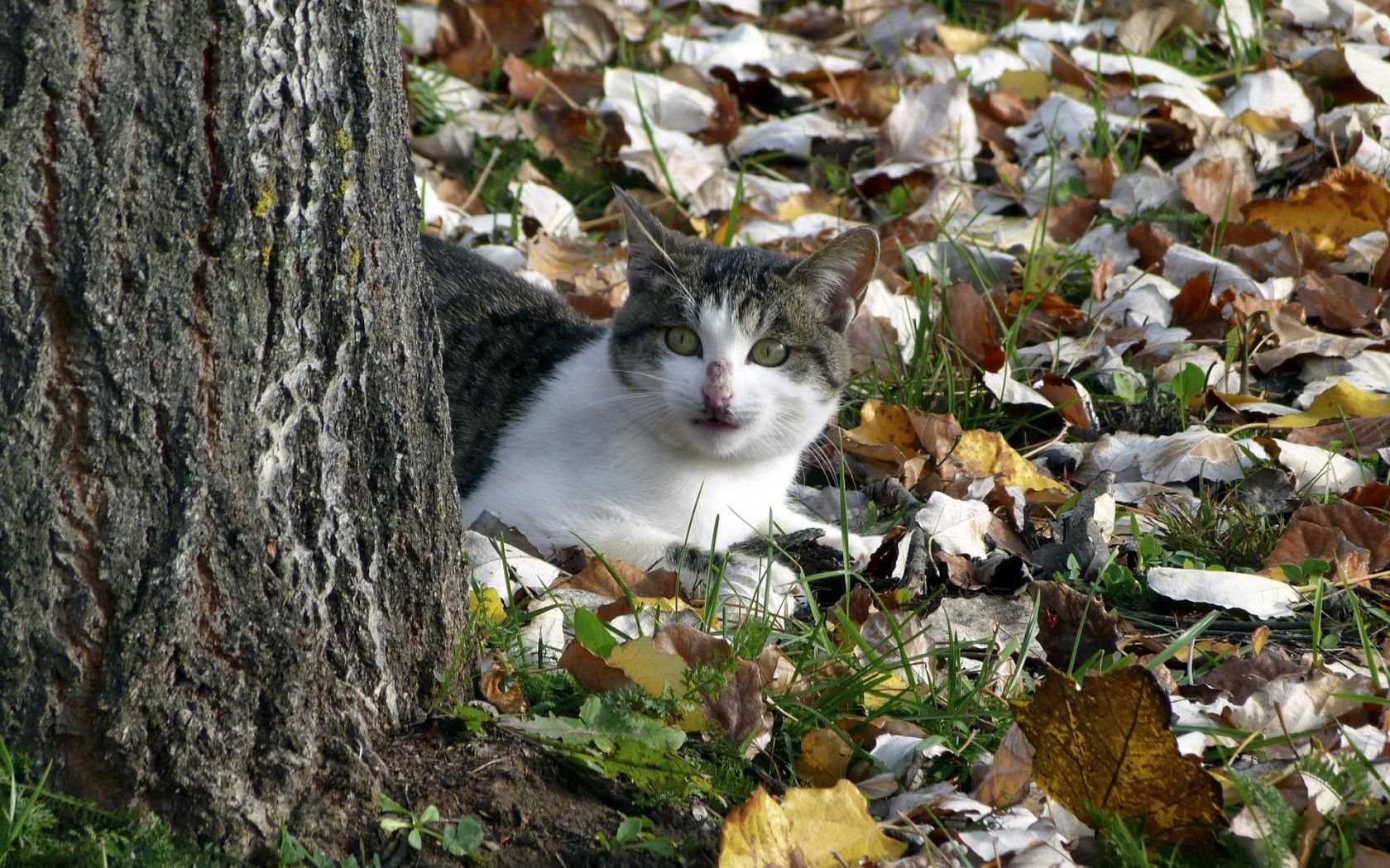 Download mobile wallpaper Animals, Autumn, Nature, Cat for free.