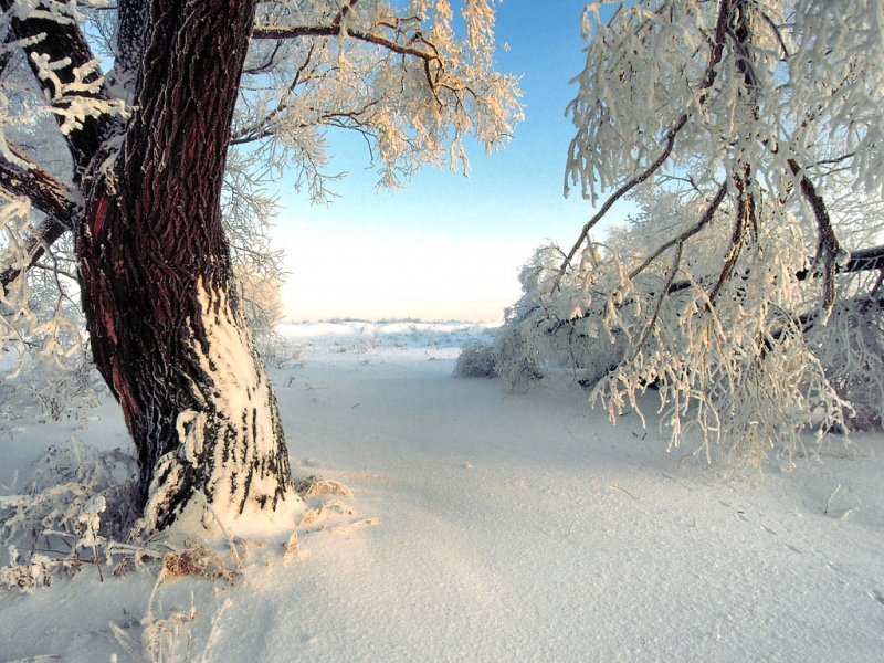 Handy-Wallpaper Landschaft, Winter, Bäume kostenlos herunterladen.