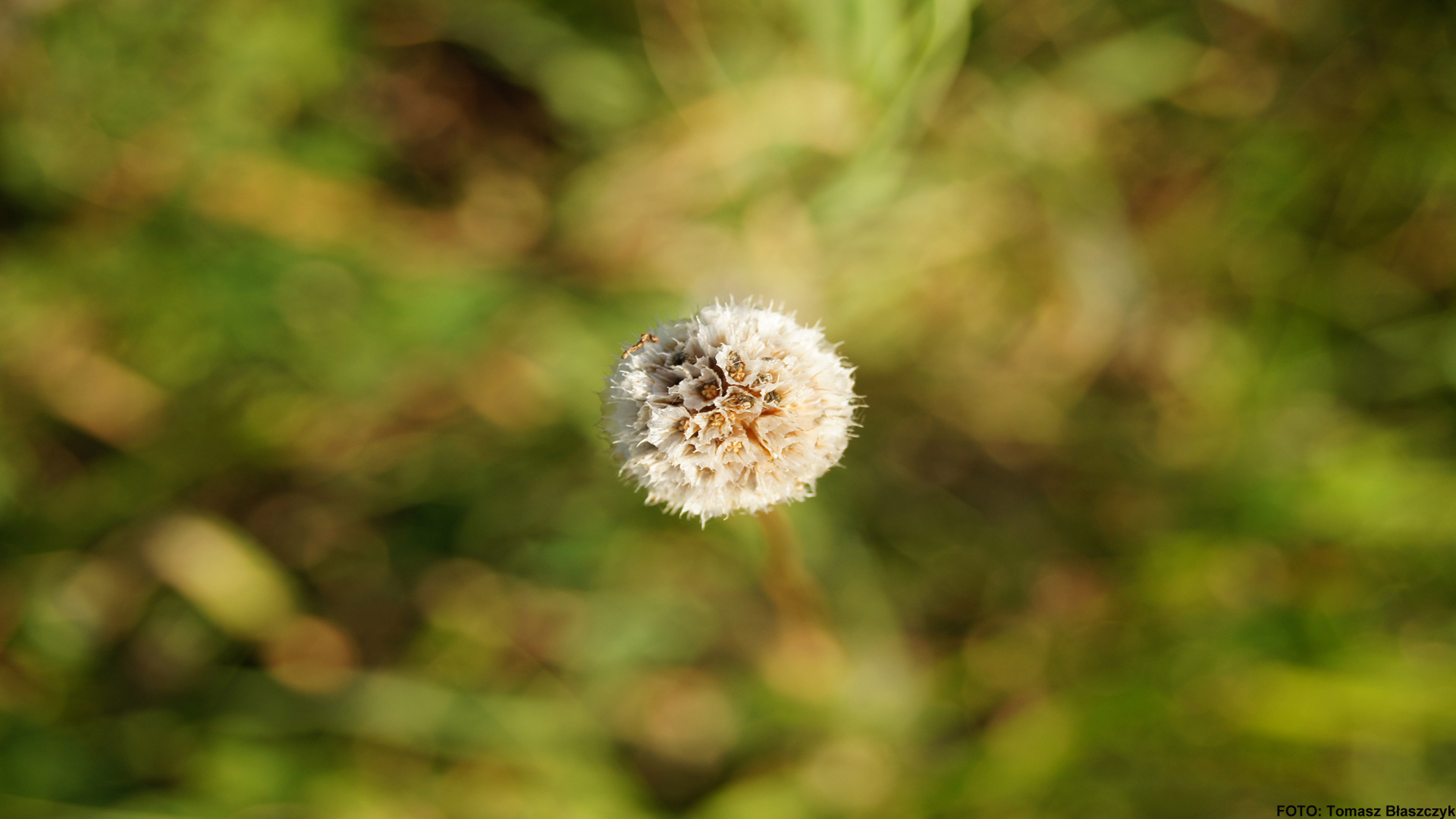 Free download wallpaper Flowers, Flower, Earth on your PC desktop