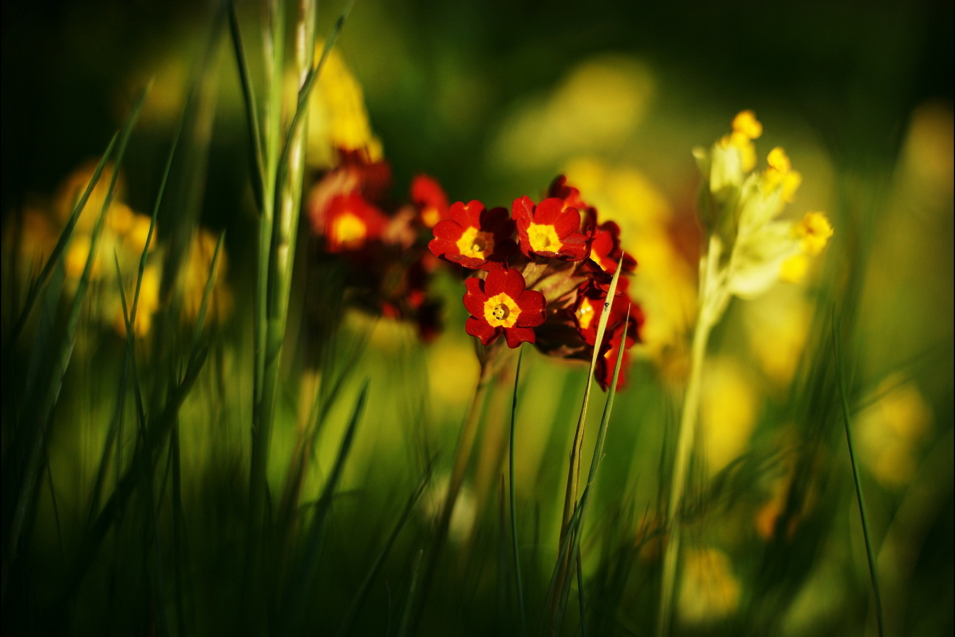 Téléchargez gratuitement l'image Fleurs, Fleur, Terre/nature sur le bureau de votre PC