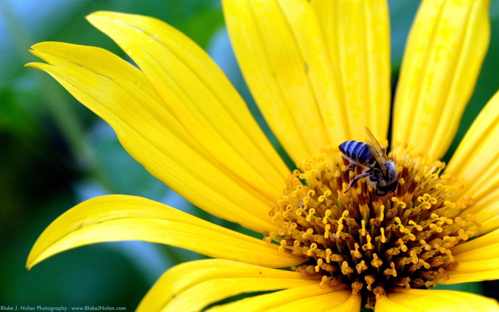 8879 скачать картинку насекомые, растения, желтые, пчелы, цветы - обои и заставки бесплатно