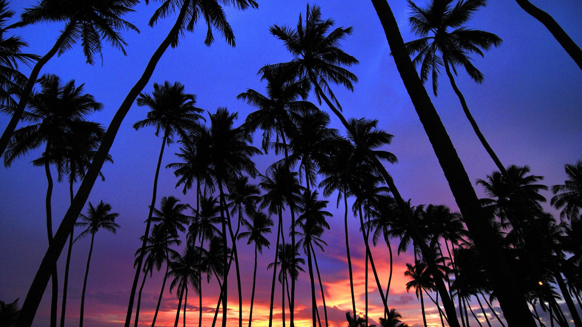 Download mobile wallpaper Sunset, Silhouette, Earth, Palm Tree for free.