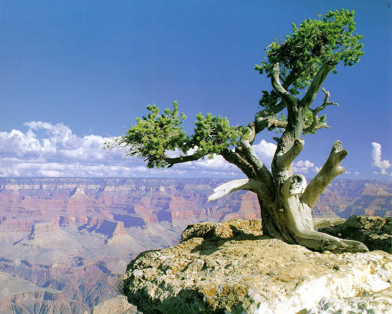 Скачати мобільні шпалери Дерево, Земля безкоштовно.