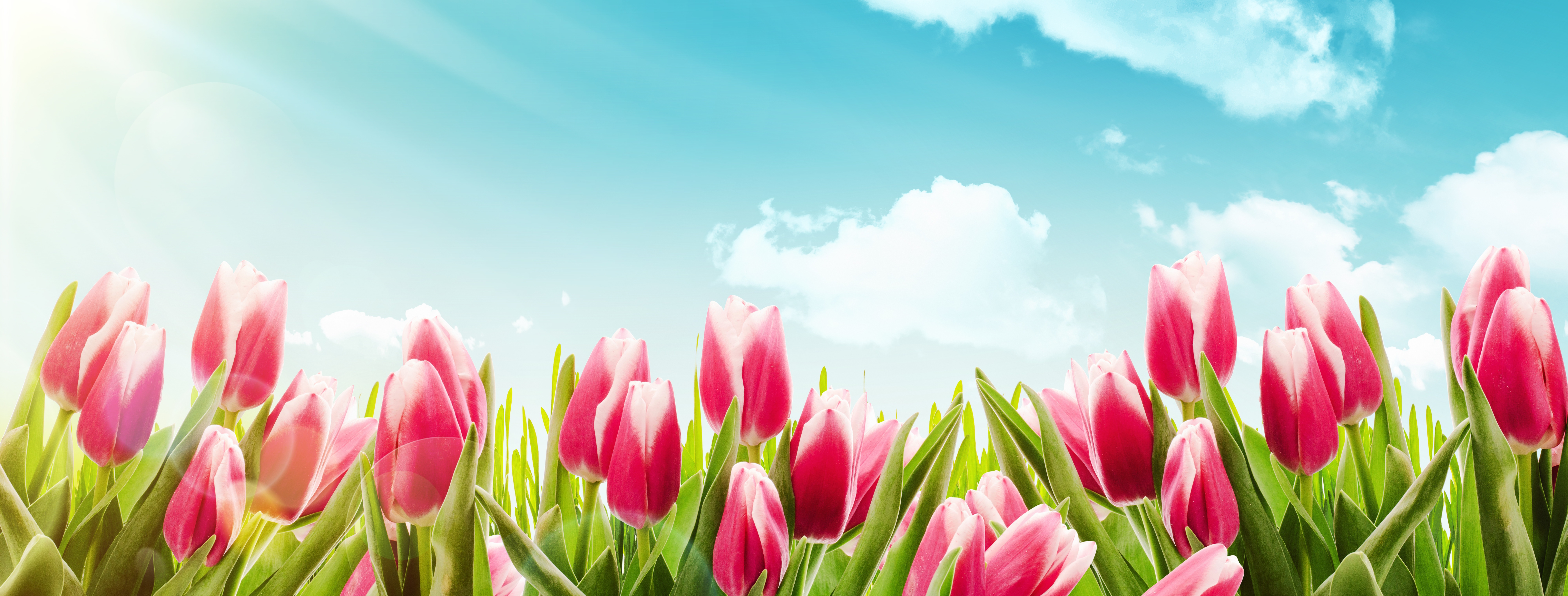 Скачати мобільні шпалери Природа, Небо, Літо, Квітка, Земля, Тюльпан, Рожева Квітка, Флауерзи безкоштовно.