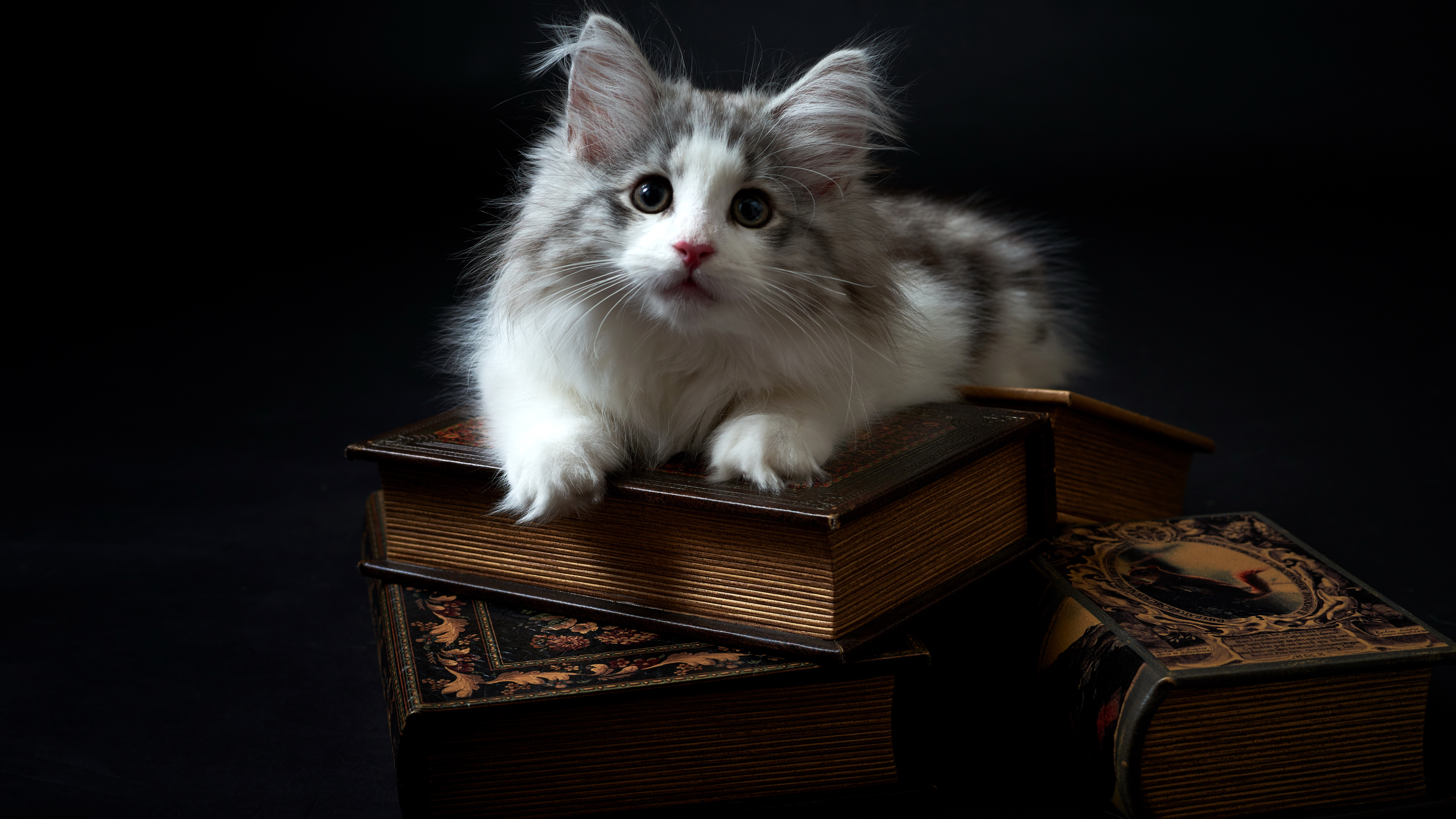 Laden Sie das Tiere, Katzen, Katze, Kätzchen, Buch-Bild kostenlos auf Ihren PC-Desktop herunter