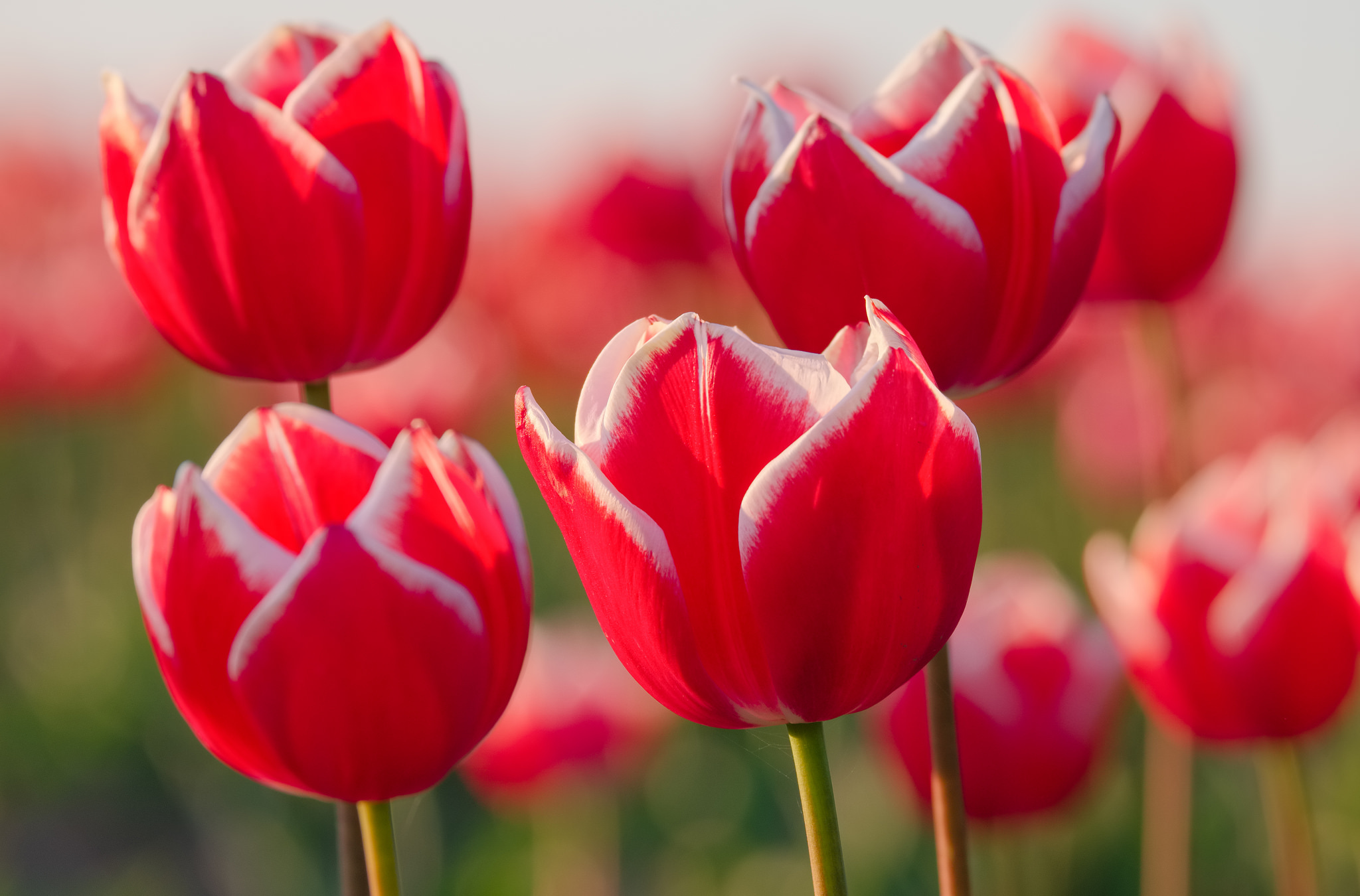78663 télécharger le fond d'écran fleurs, tulipes, pétales, bourgeons - économiseurs d'écran et images gratuitement