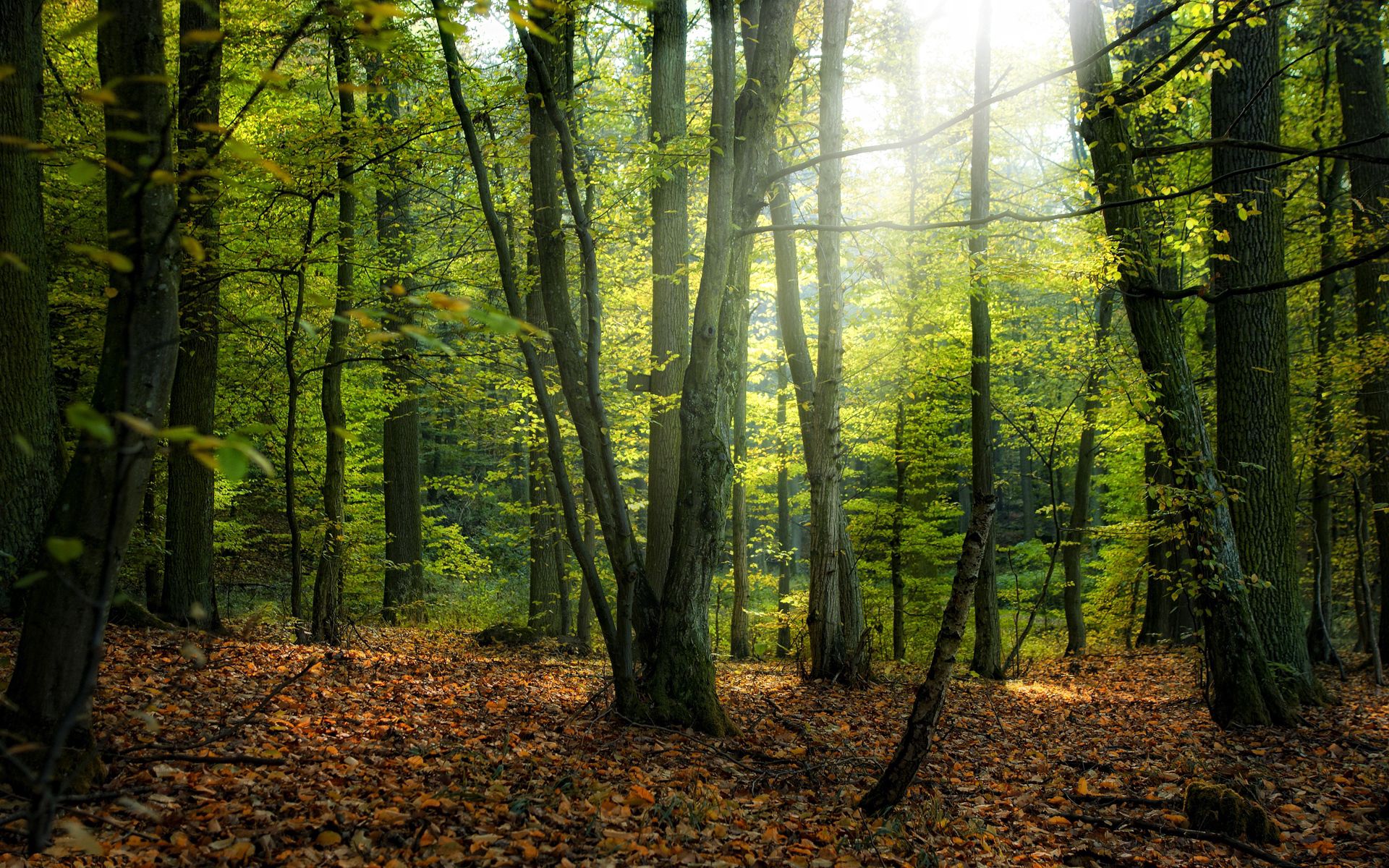 Скачать картинку Деревья, Природа, Осень, Лес в телефон бесплатно.