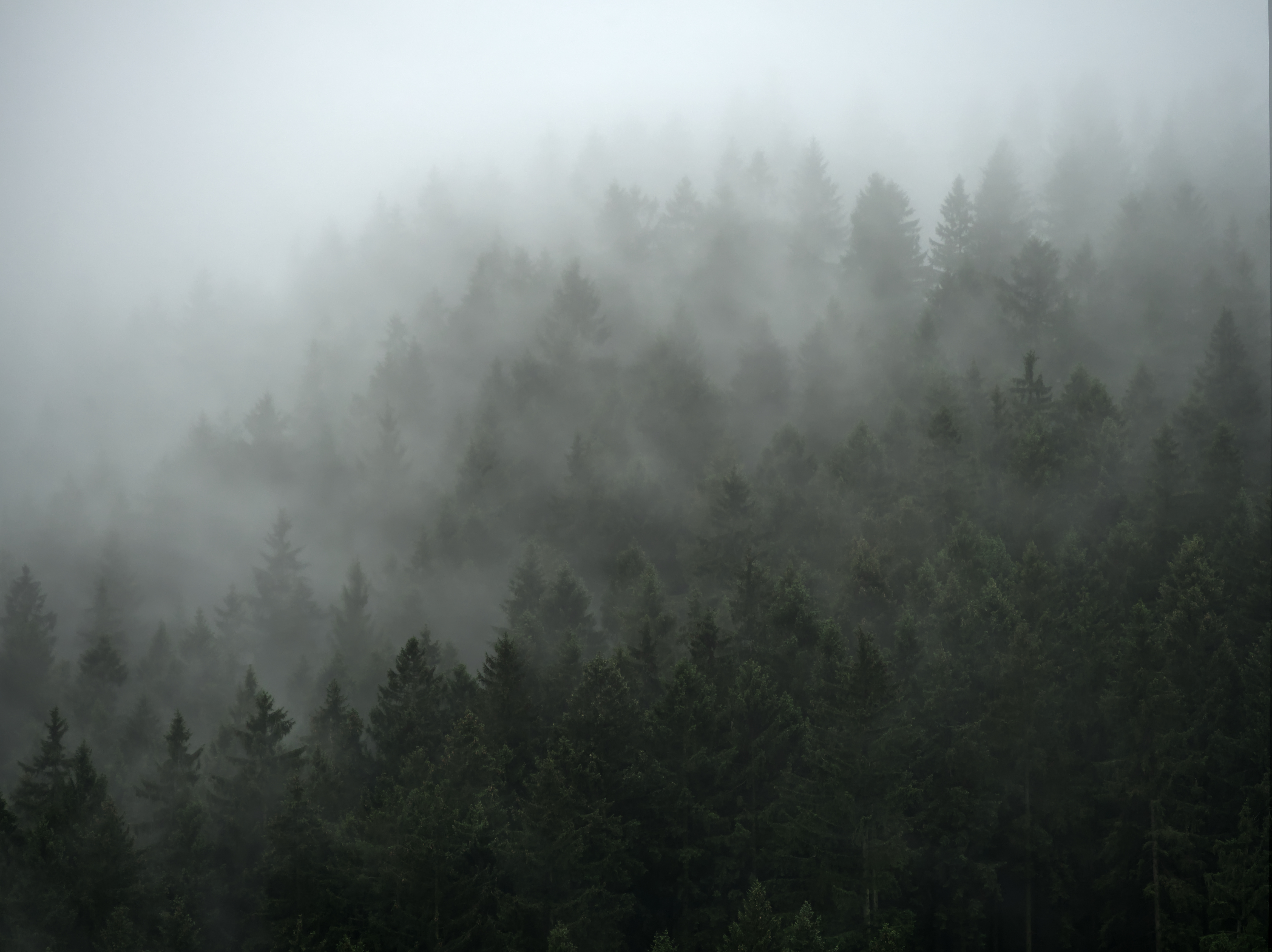 Handy-Wallpaper Natur, Bäume, Nebel, Wald, Cloud, Wolke kostenlos herunterladen.