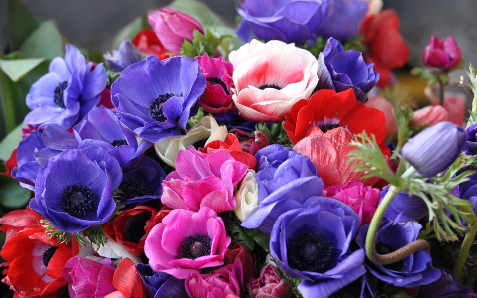 Laden Sie das Blumen, Blume, Strauß, Farben, Bunt, Lila Blume, Rote Blume, Erde/natur, Pinke Blume, Windröschen-Bild kostenlos auf Ihren PC-Desktop herunter