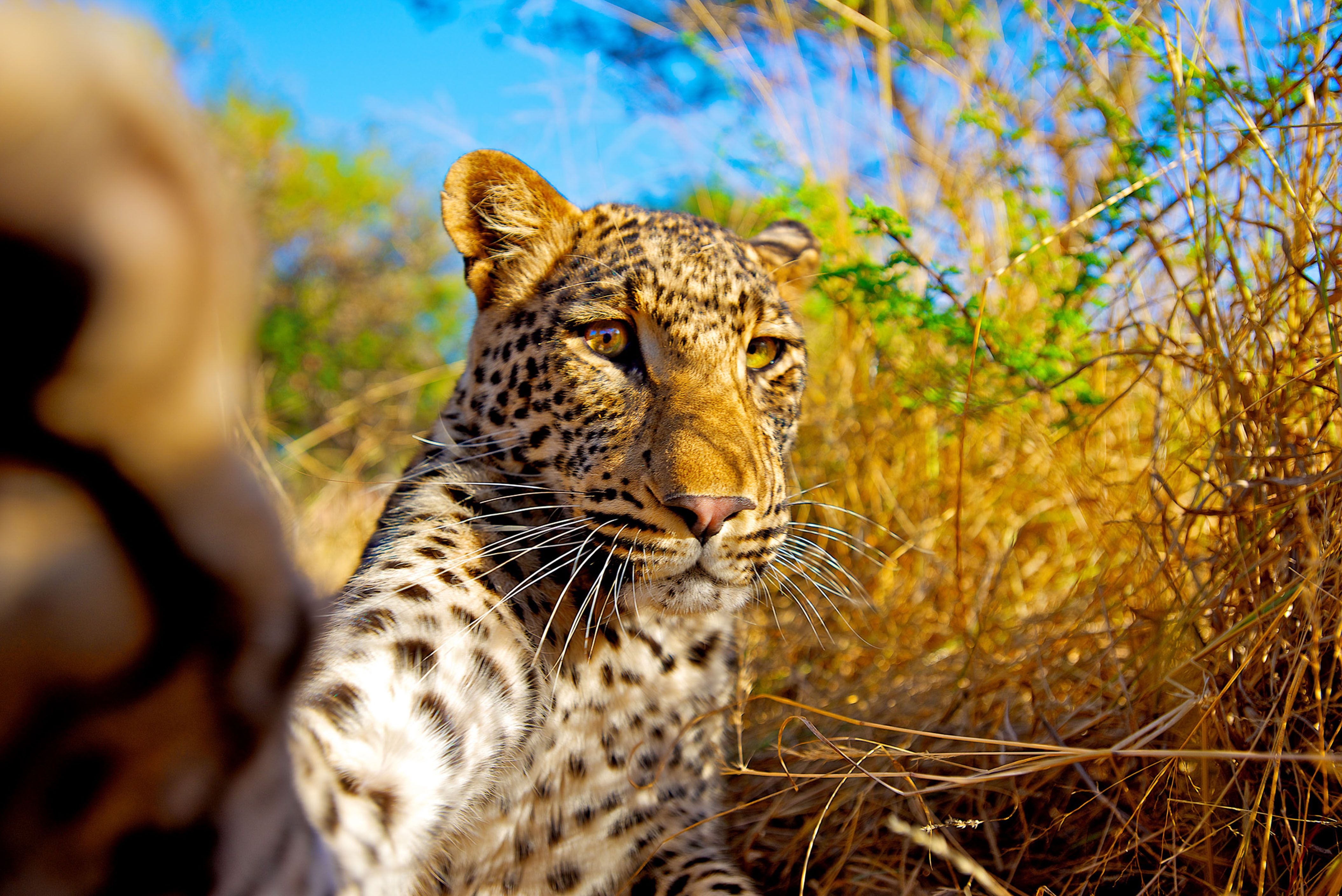 Baixar papel de parede para celular de Animais, Gatos, Leopardo gratuito.