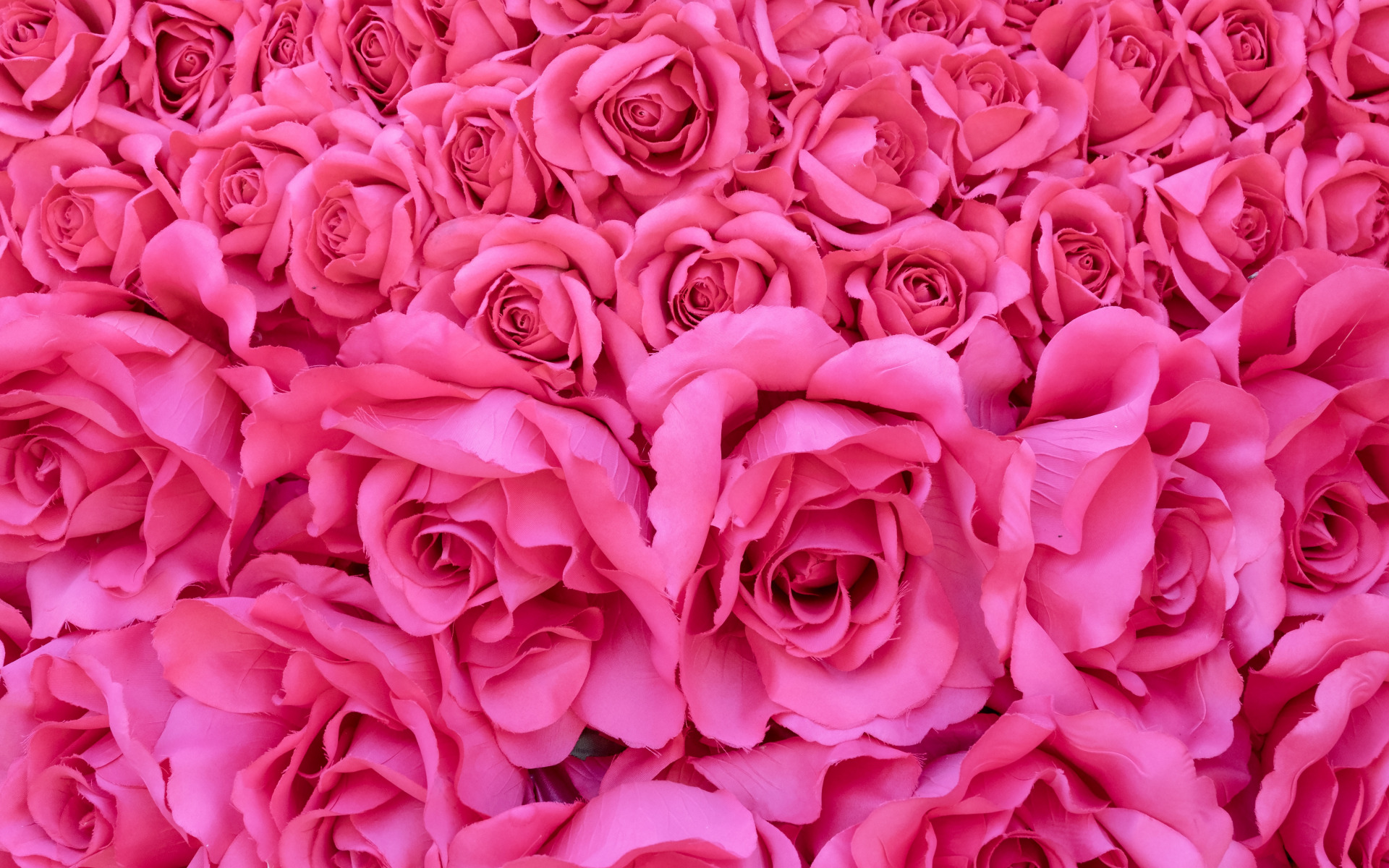 Скачать картинку Роза, Земля/природа, Розовый Цветок, Флауэрсы в телефон бесплатно.