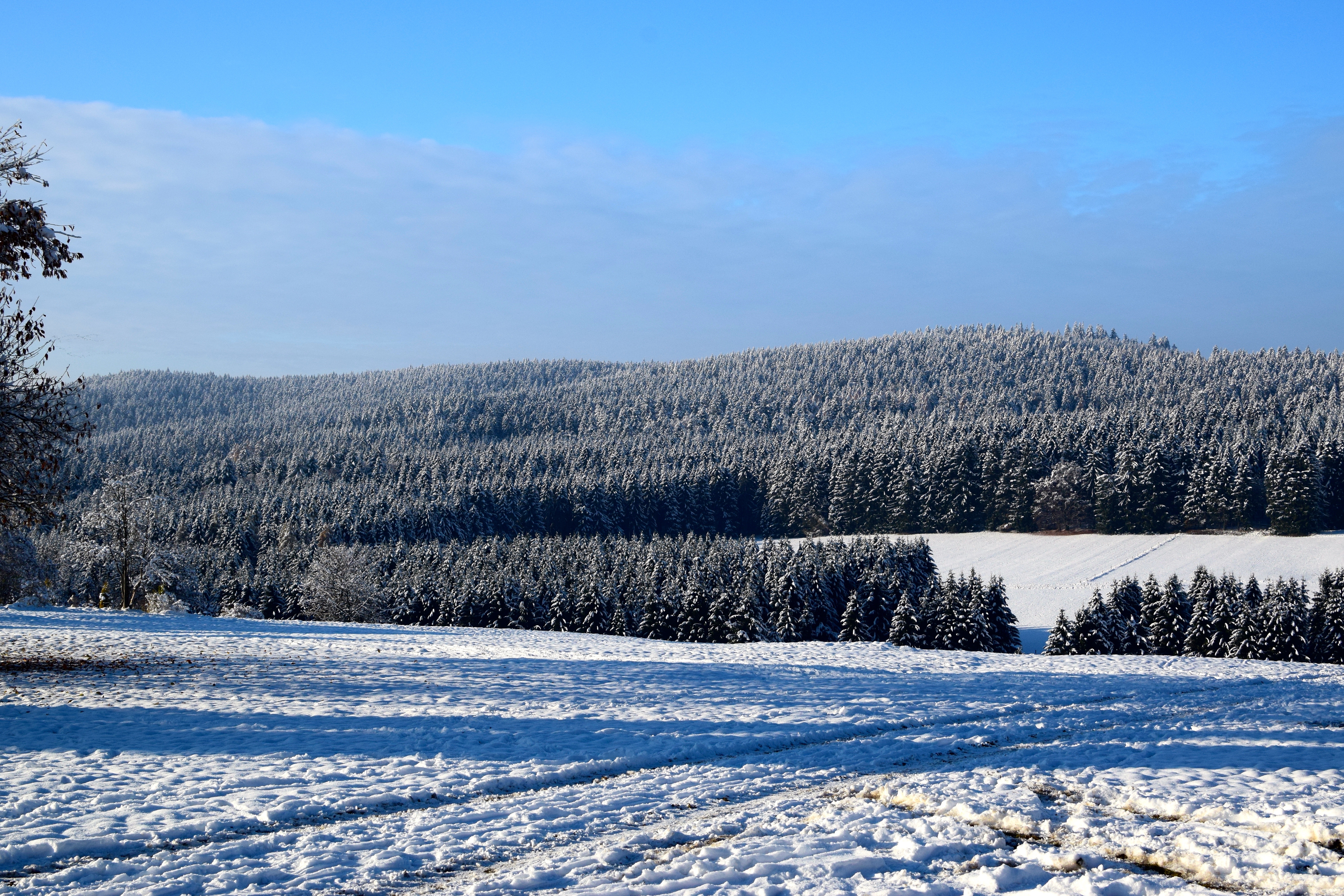 Handy-Wallpaper Schnee, Feld, Winter, Natur, Bäume kostenlos herunterladen.